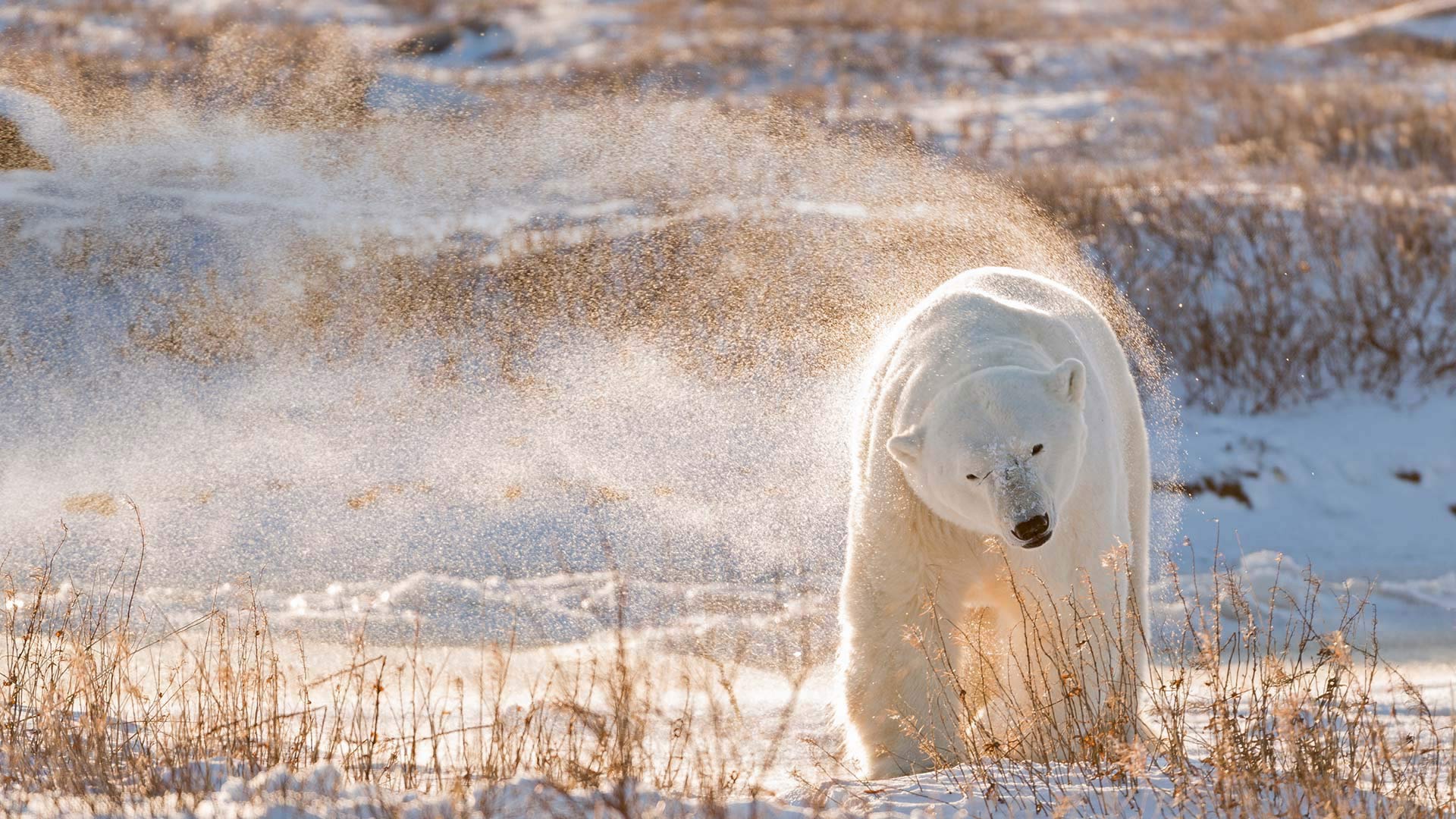 Animal Polar Bear 1920x1080