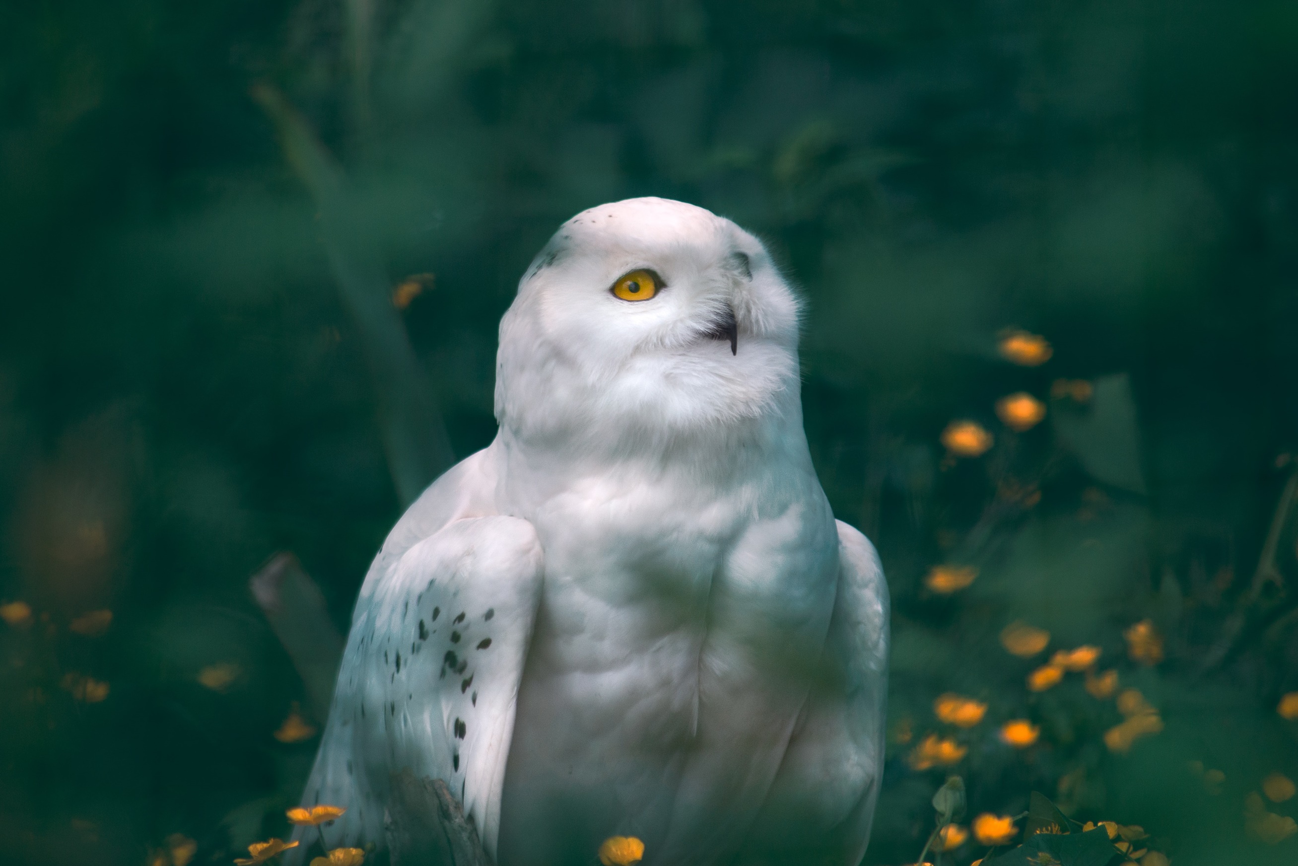 Owl Bokeh Photography Nature Animals Blurred Flowers 2615x1744