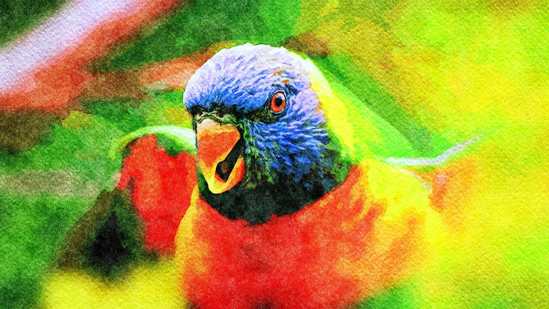 Parrot Bird Artistic 1920x1080