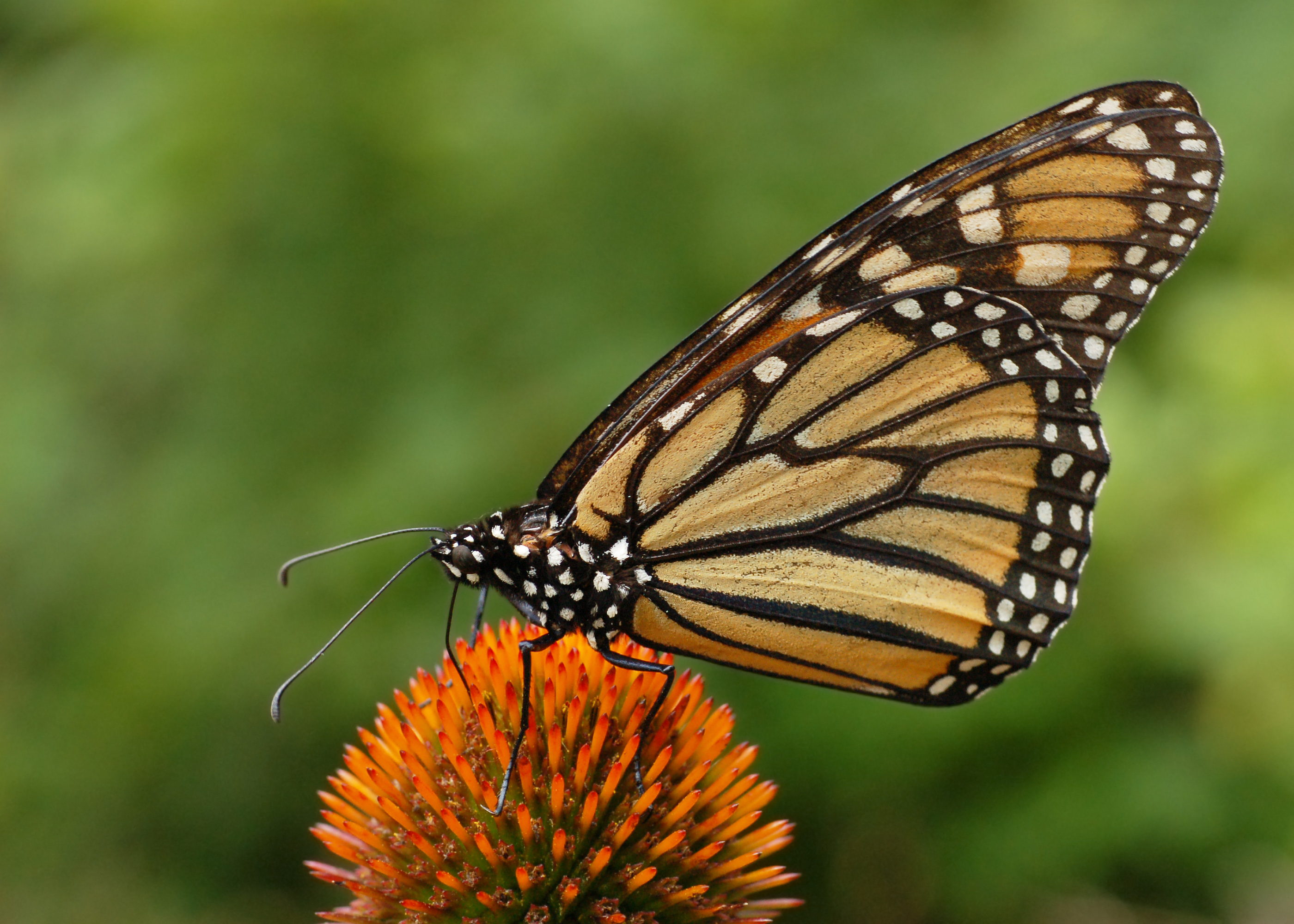 Flower Monarch Butterfly 2800x2000