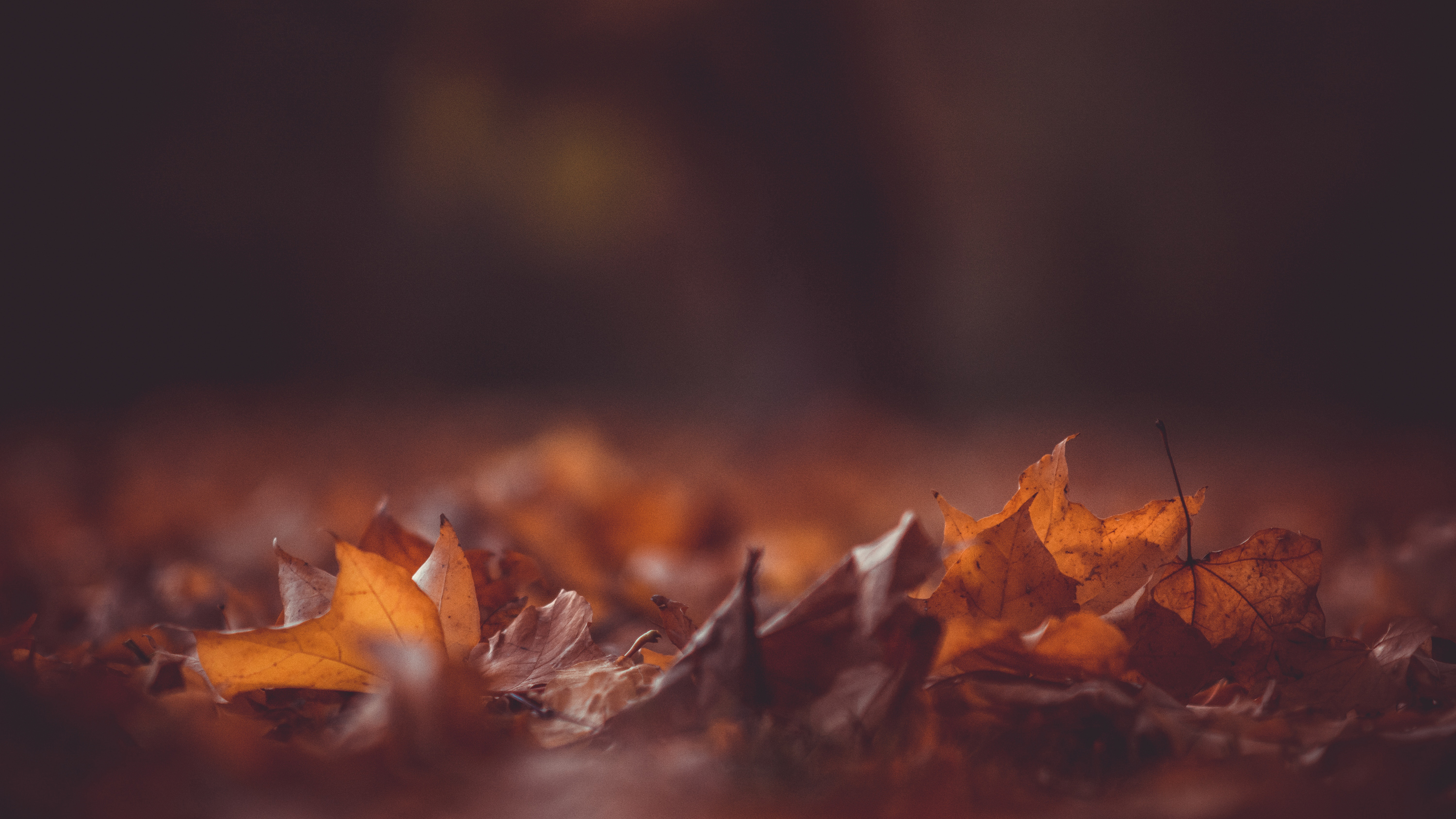 Fall Foliage Leaves Bokeh Kristian Seedorff 3840x2160