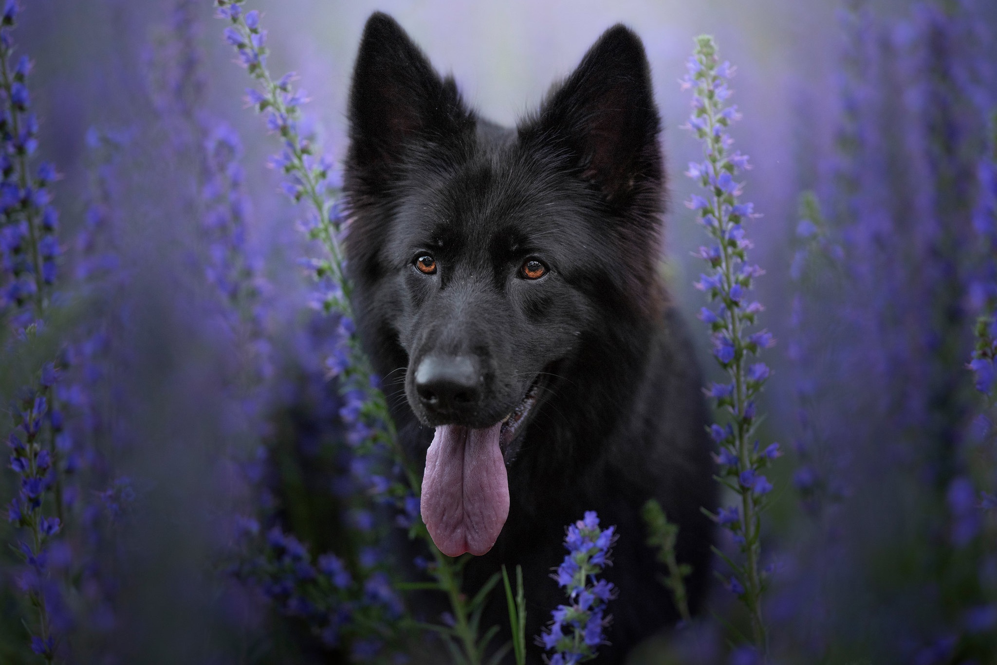 Dog Flower Pet 2048x1367