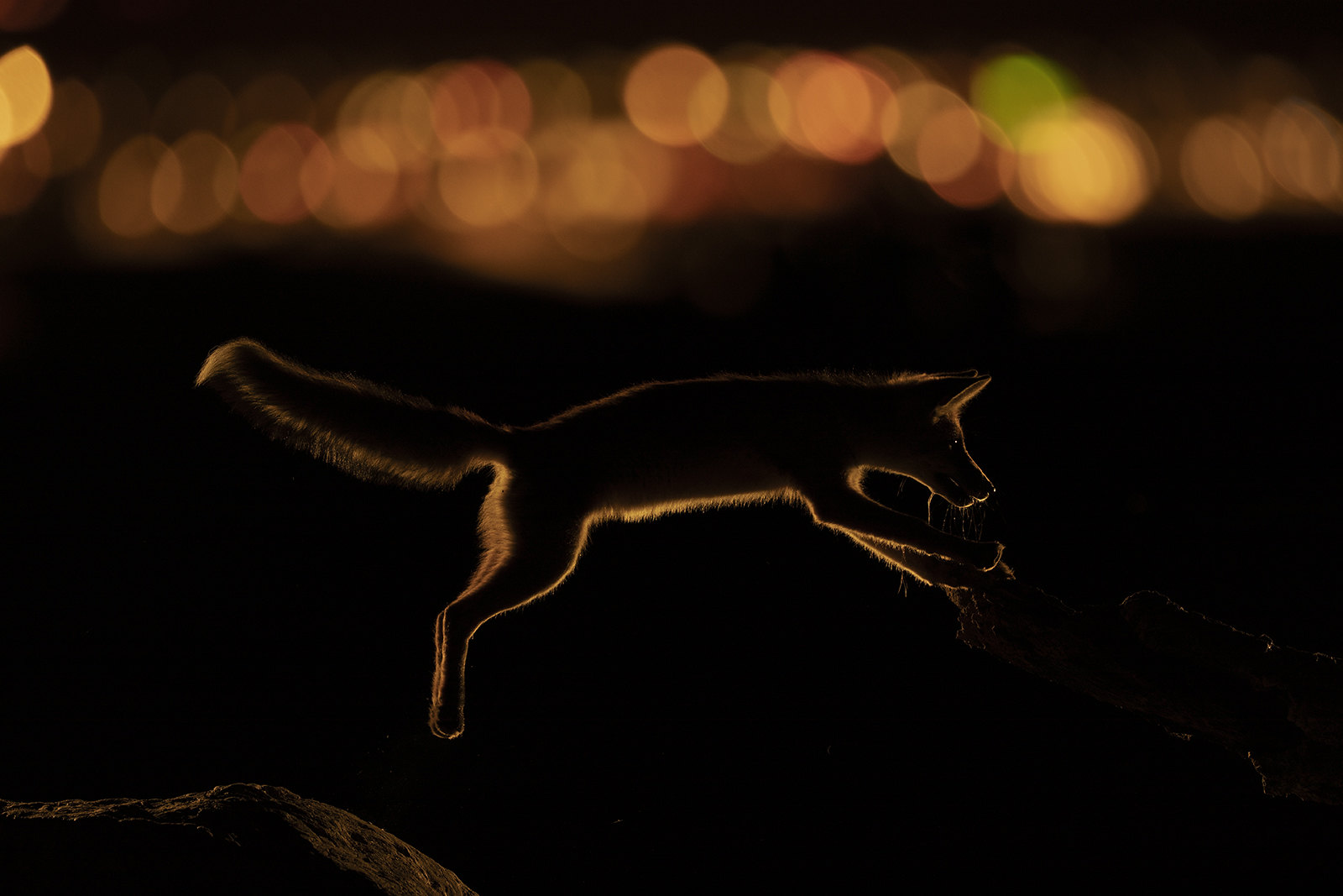 Fox Night Shadow Hunting Jumping Nature 1600x1067