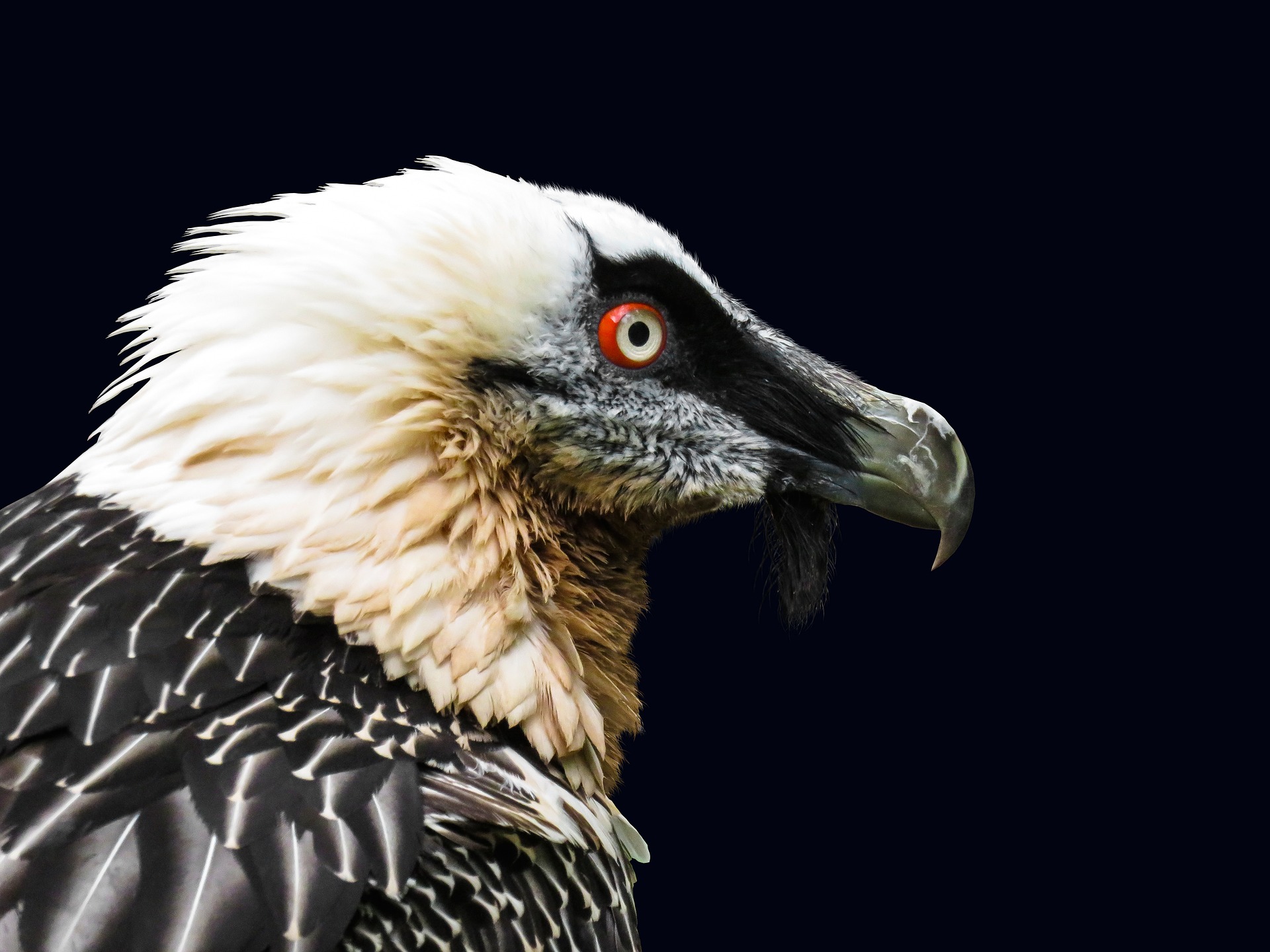 Bearded Vulture Bird Portrait Bird Of Prey Wildlife 1920x1440