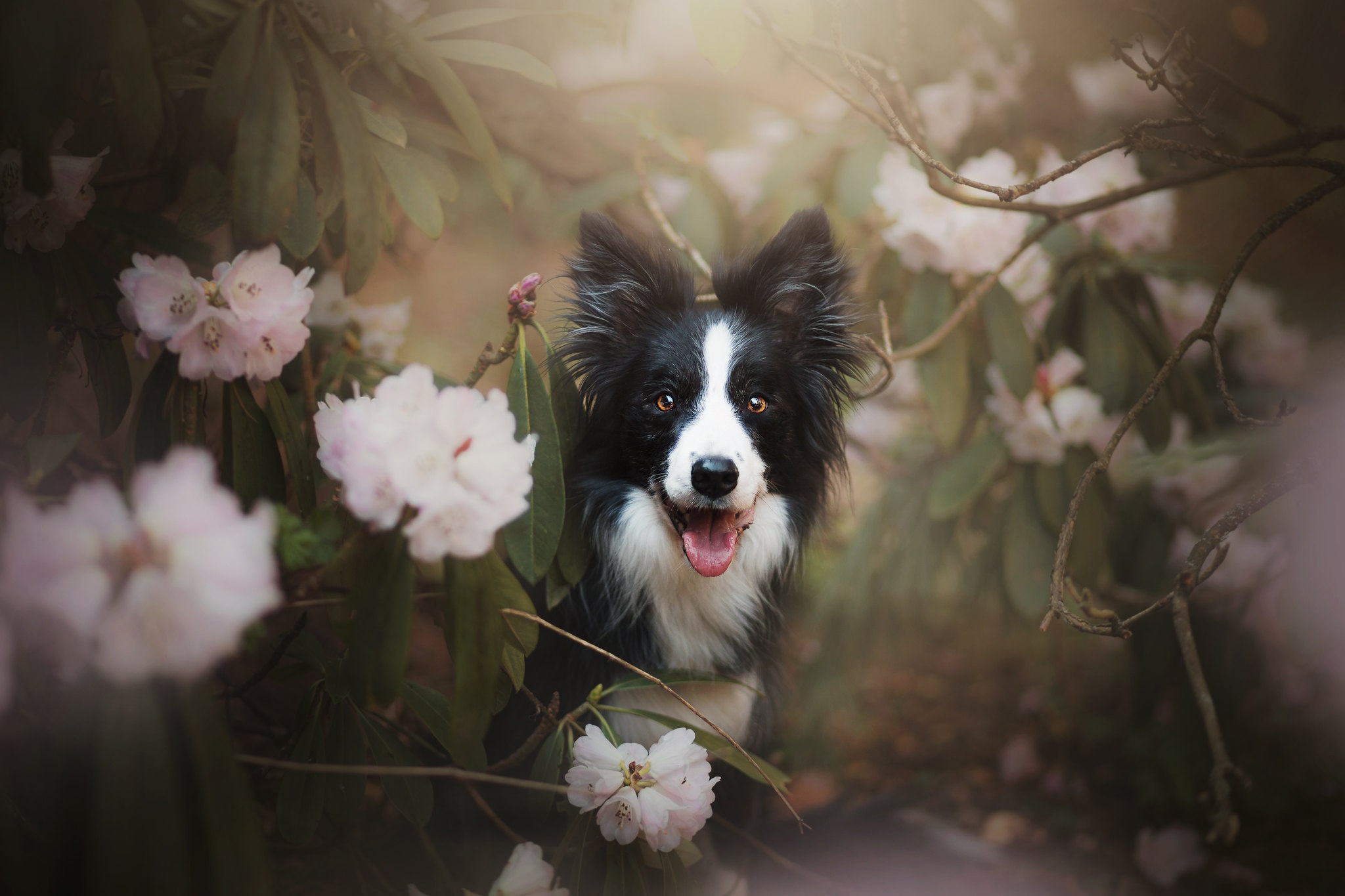 Border Collie Dog Animals Mammals Outdoors Flowers Pink Flowers Plants Twigs Leaves 2048x1365