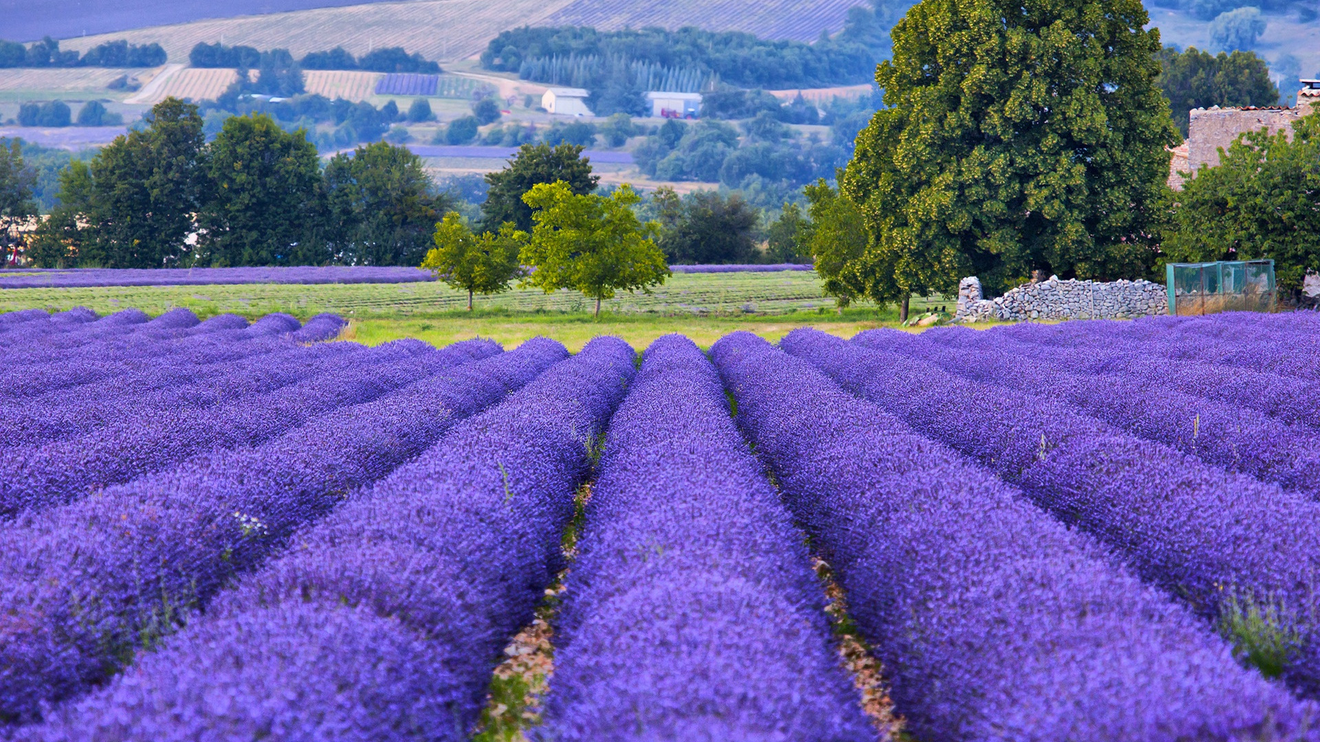 France Provence Field Nature 1920x1080