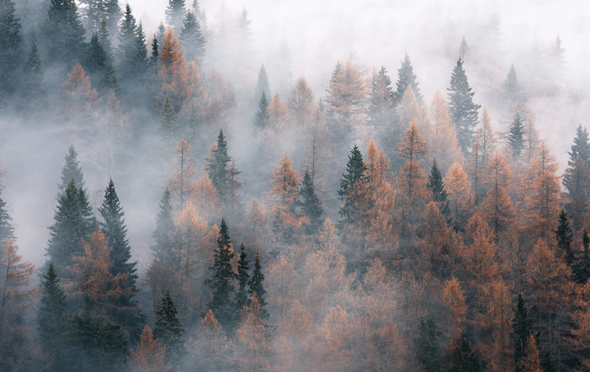 Forest Trees Pine Trees Fall Mist Mountain View Nature 2047x1291