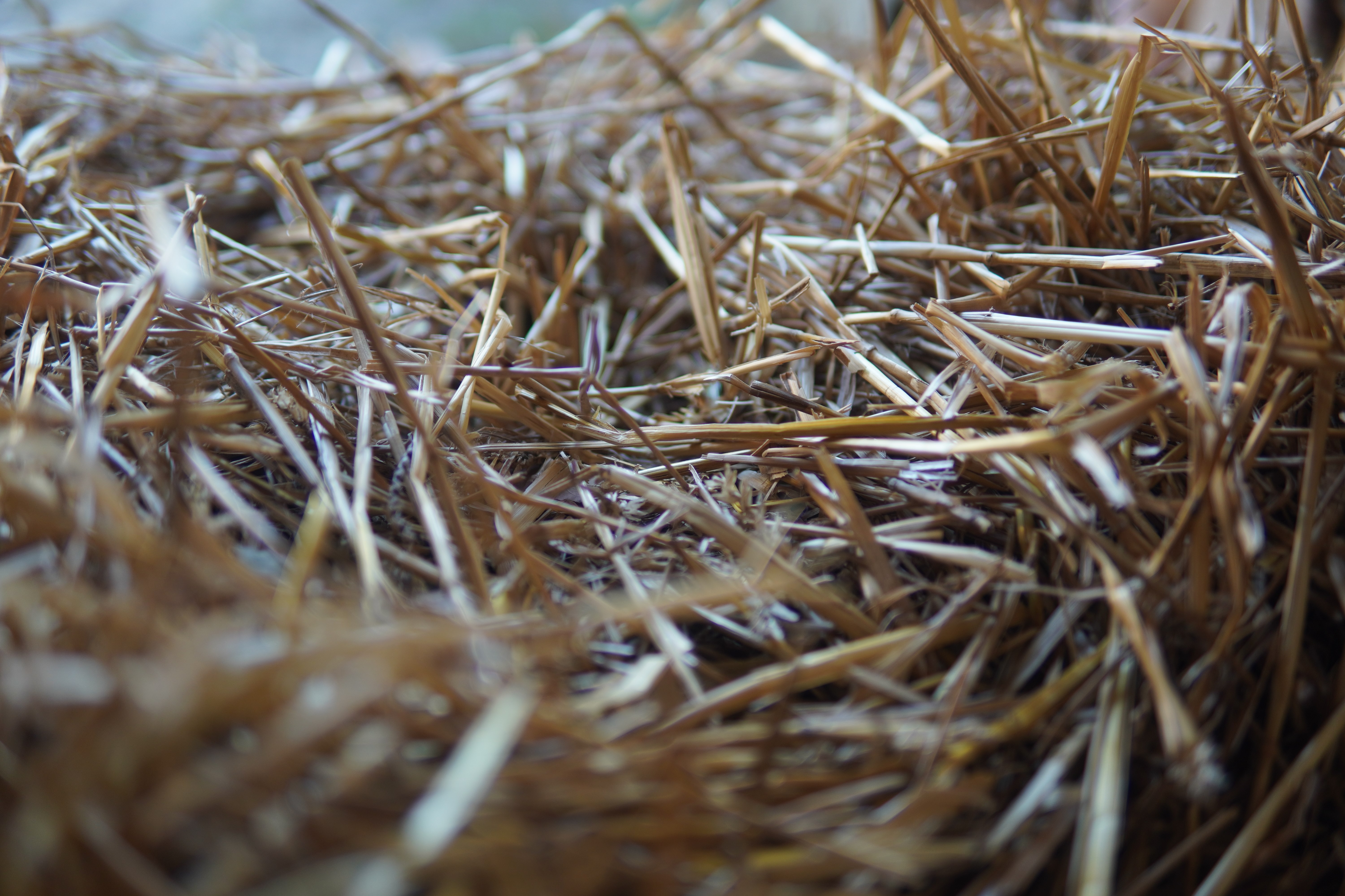 Nature Straw Nests 6000x4000