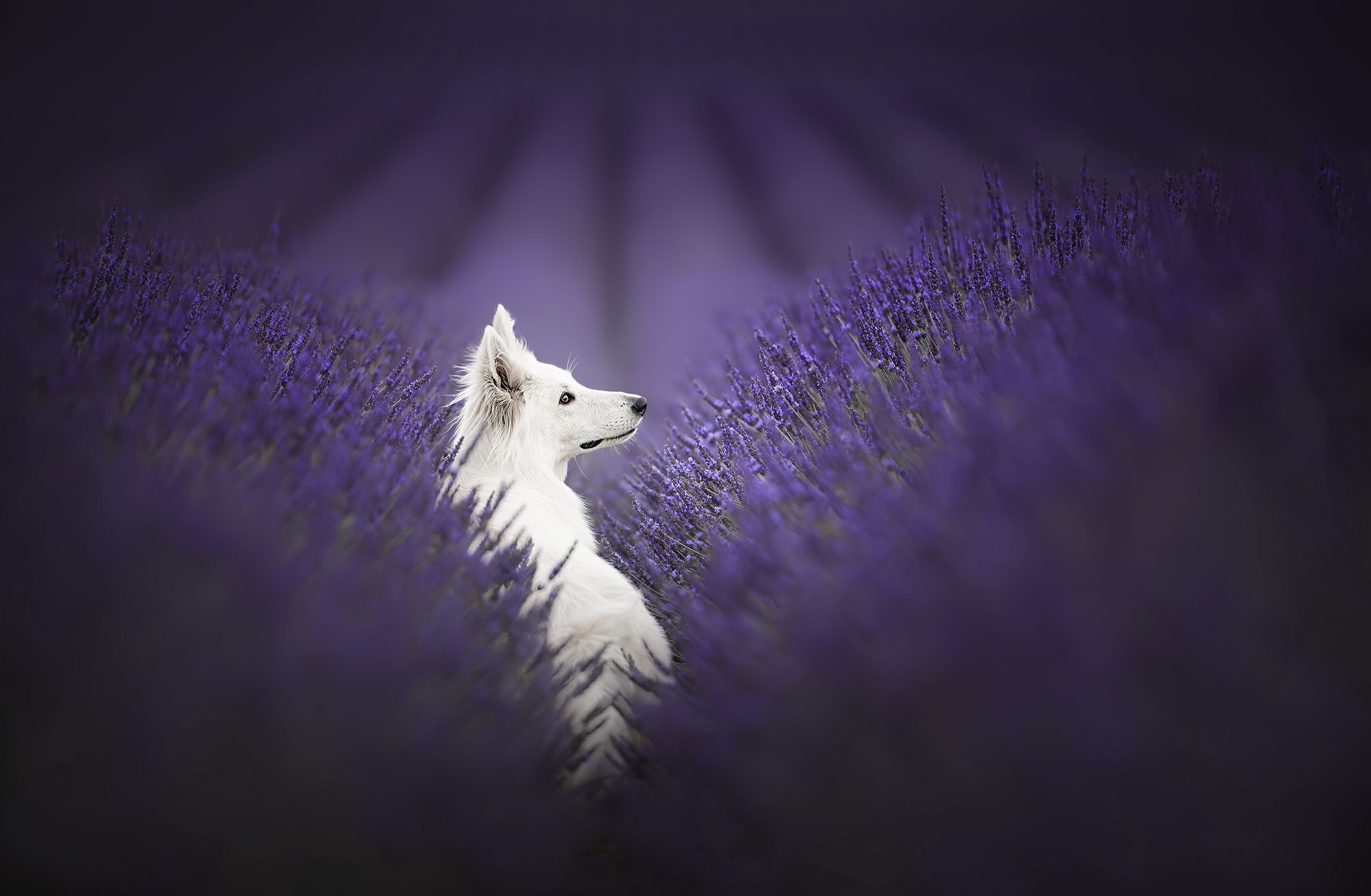 Dog Lavender 2047x1338