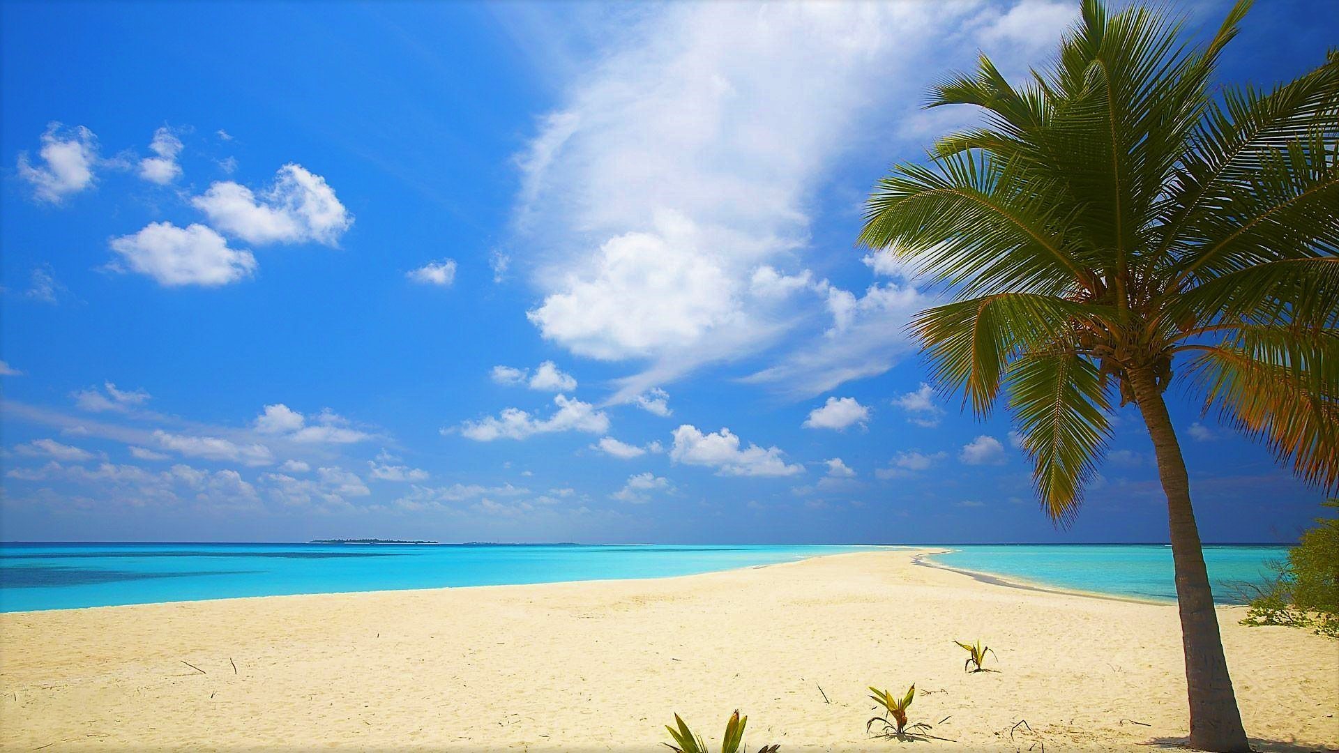 Sea Tropical Turquoise Palm Tree Sky Horizon Beach 1920x1080