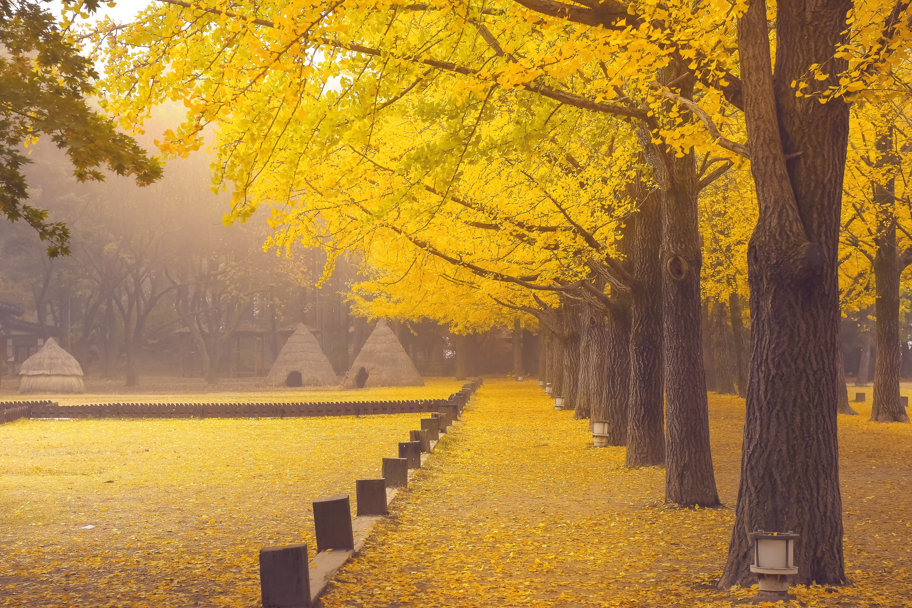 Trees Fall Mist Asia Wood Yellow Leaves Park Fallen Leaves Outdoors 3000x2002