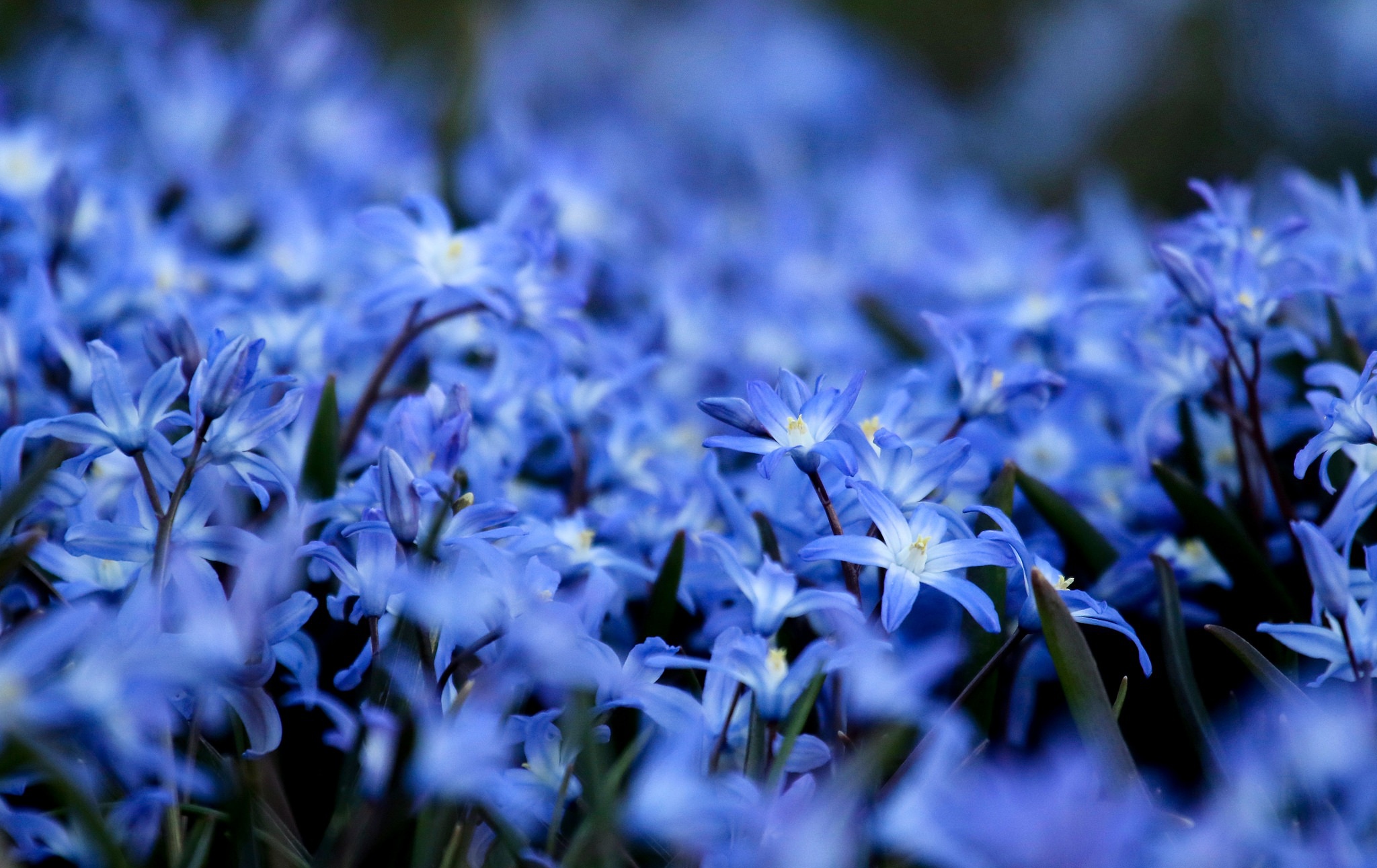 Blue Flower Macro 2048x1291