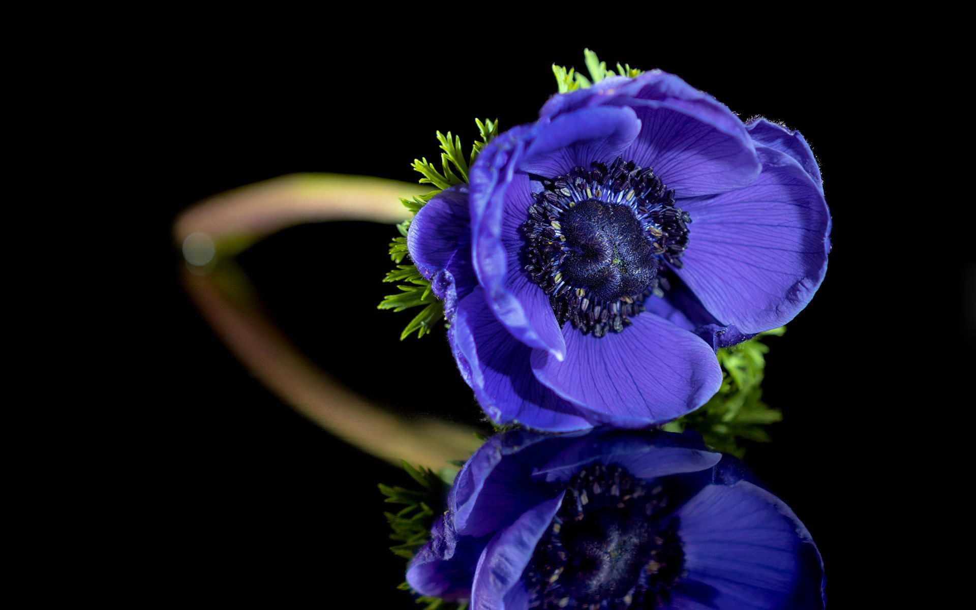 Blue Flower Flower Reflection 1920x1200