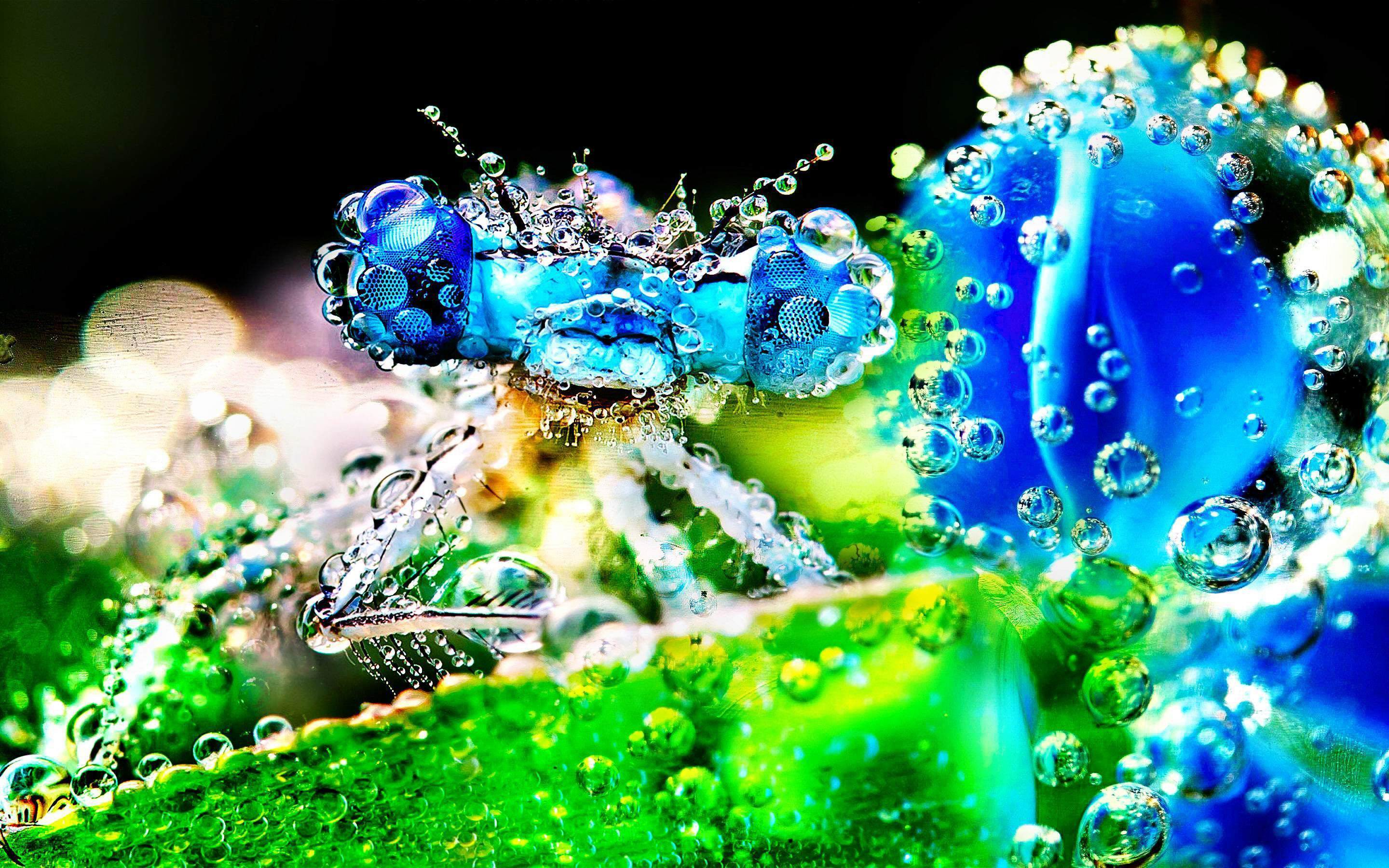 Dew Drop Colorful 2880x1800