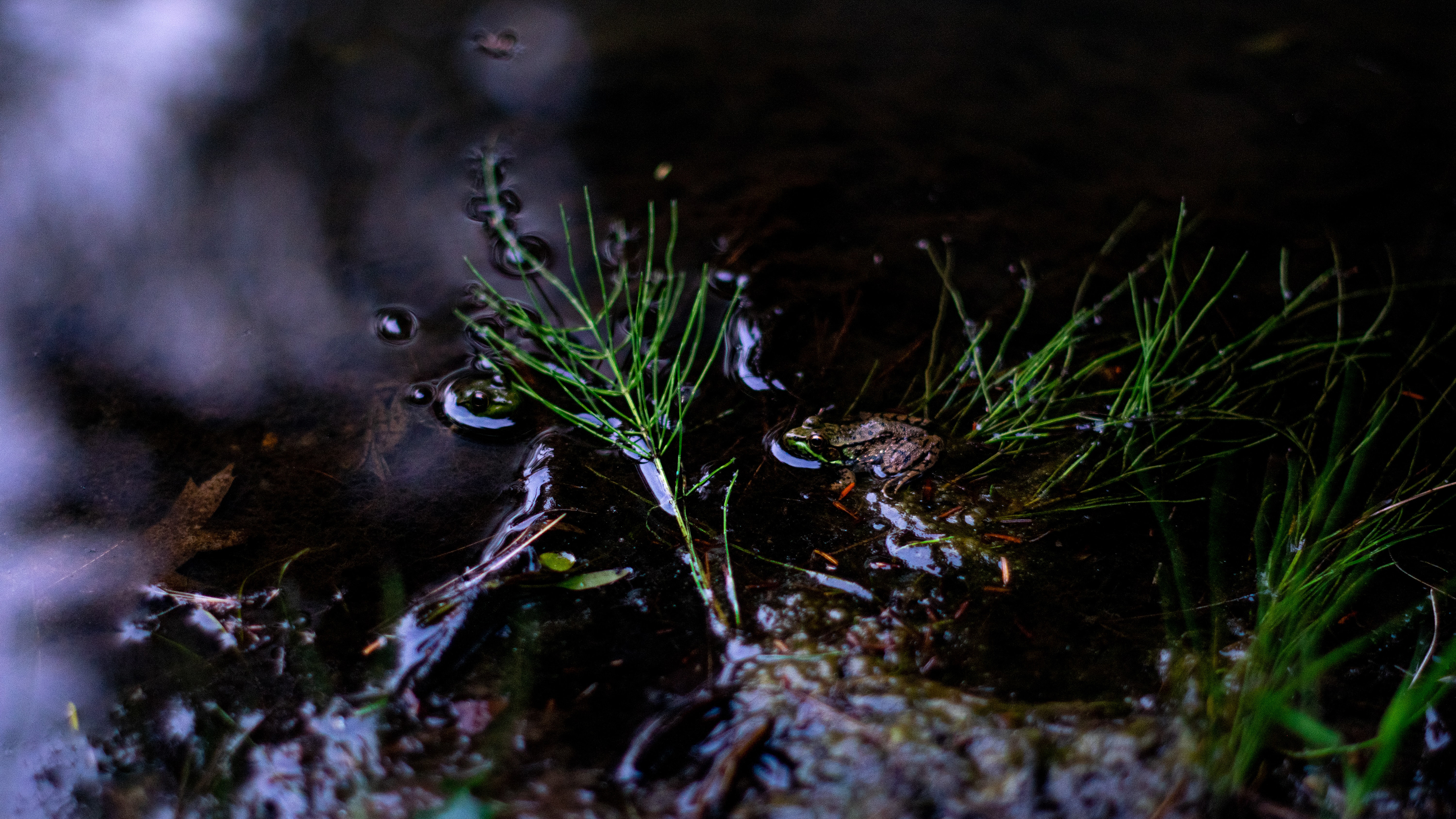 Frog Reflection Leaves Pine Needles Water Nature Amphibian 3840x2160