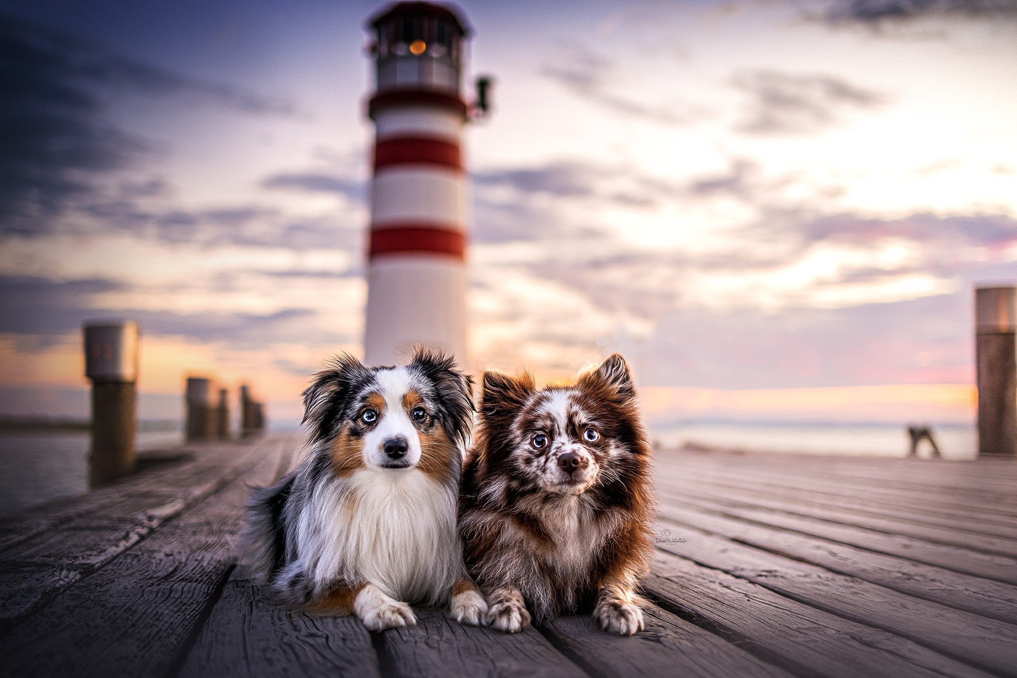 Dog Outdoors Pier Lighthouse Animals Mammals 2000x1334