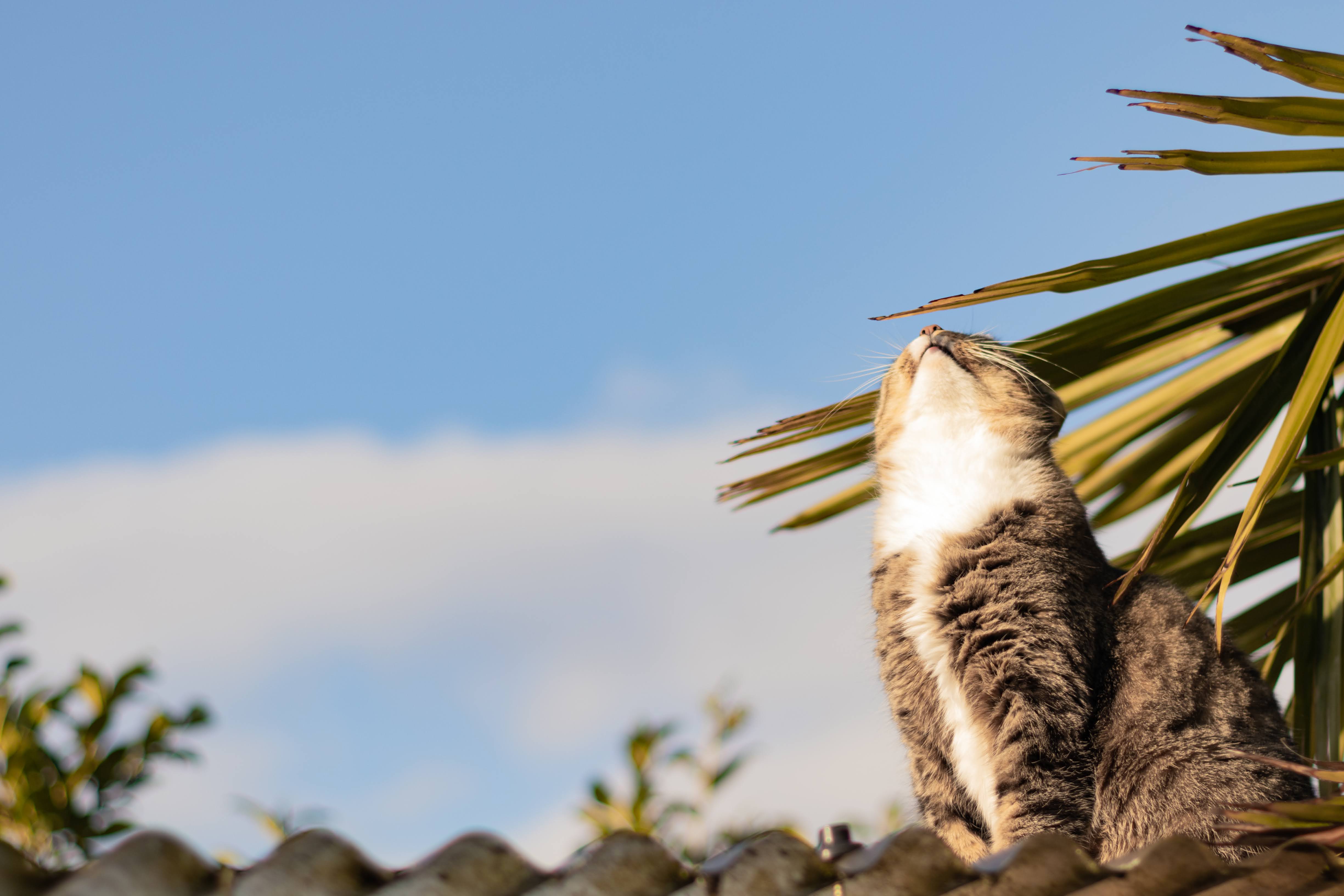 Cats Palm Trees 4898x3265