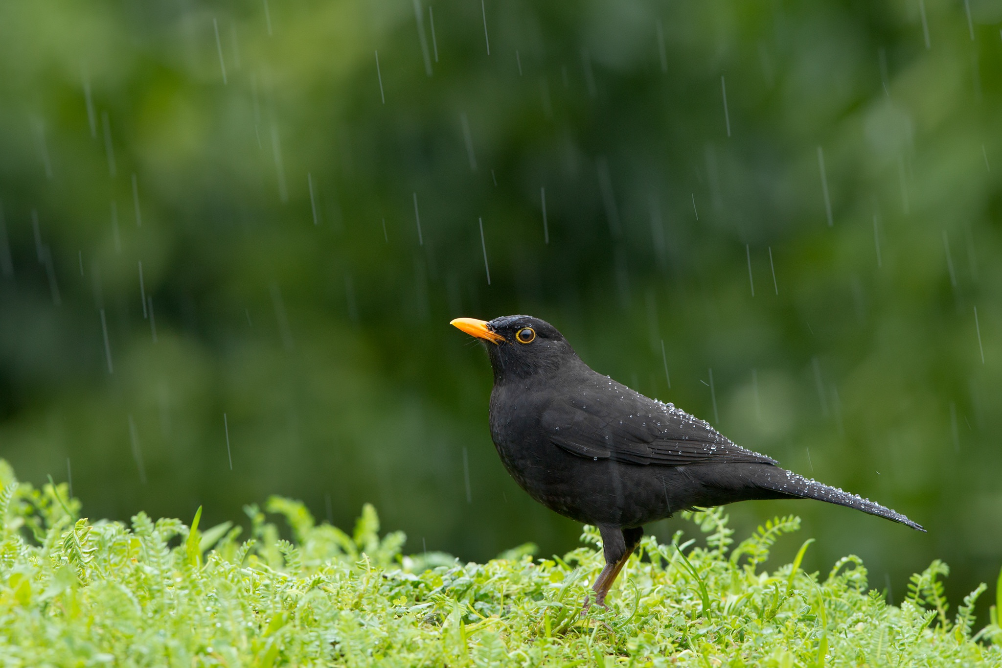Rain Bird Wildlife 2048x1365