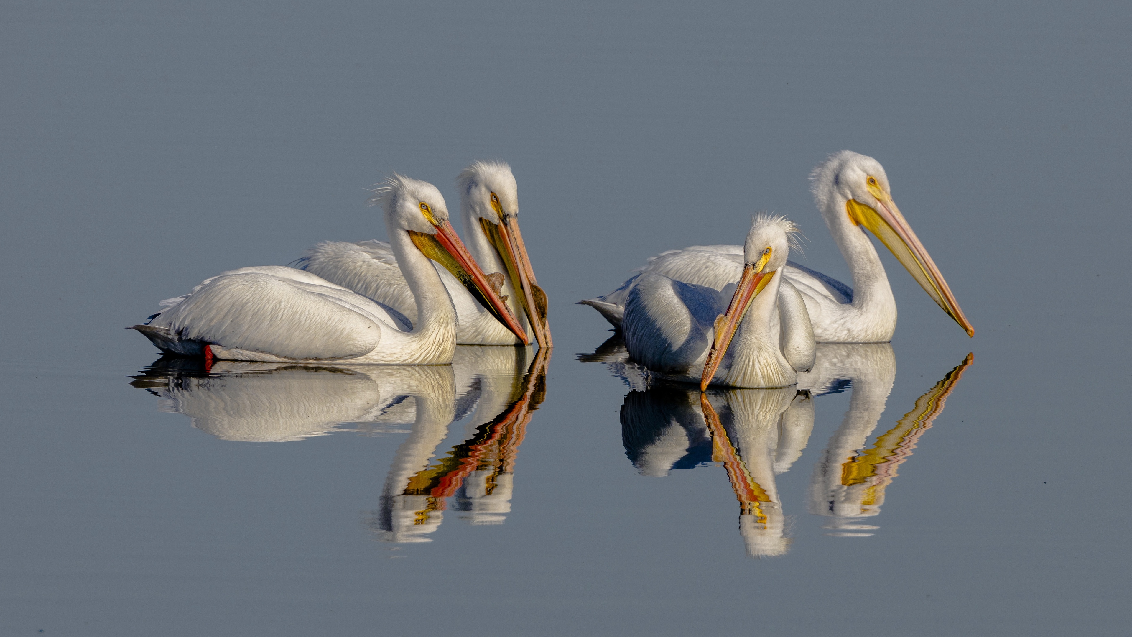 Bird Pelican Reflection Wildlife 3840x2160