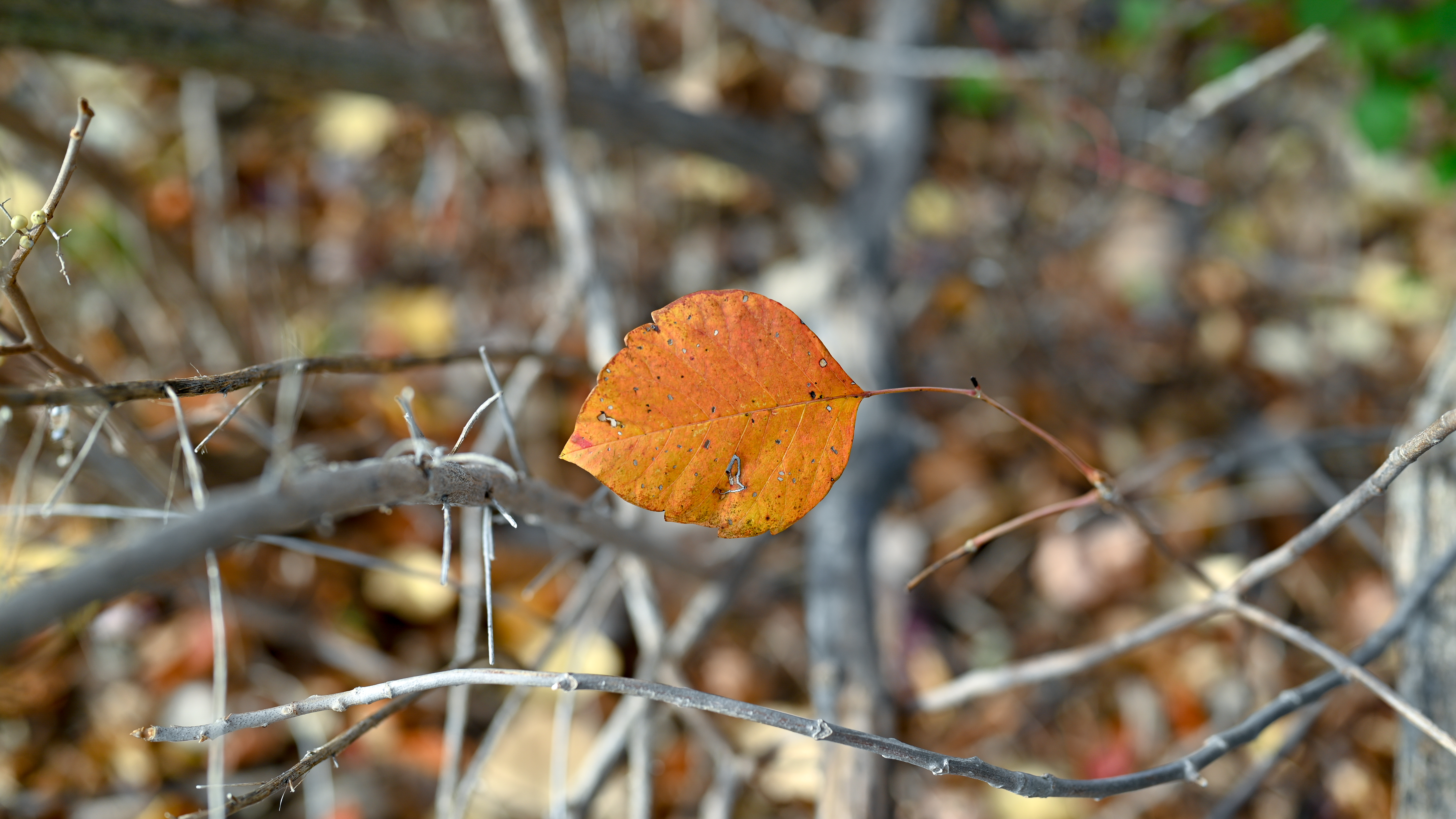 Nature Leaves Fall Forest Outdoors Photography 6016x3384