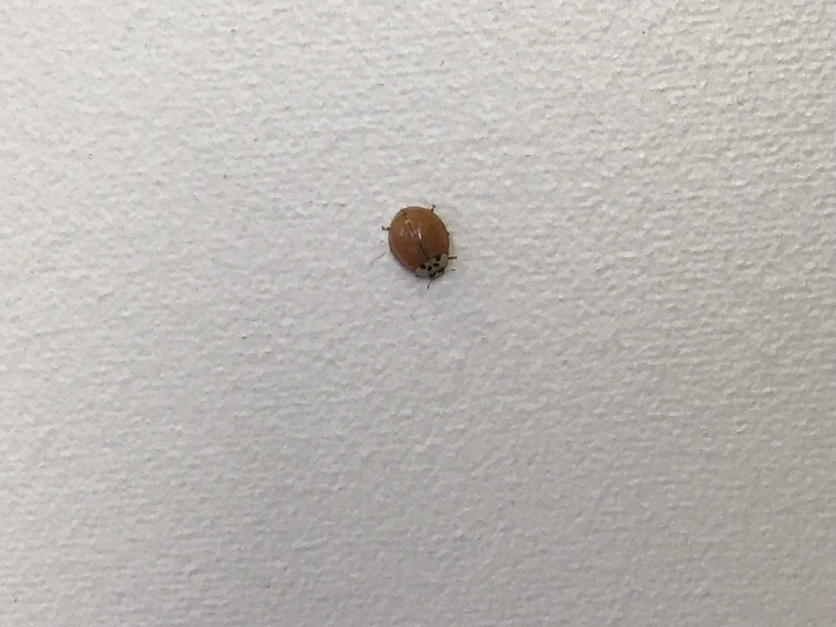 Ladybugs Insect 3264x2448