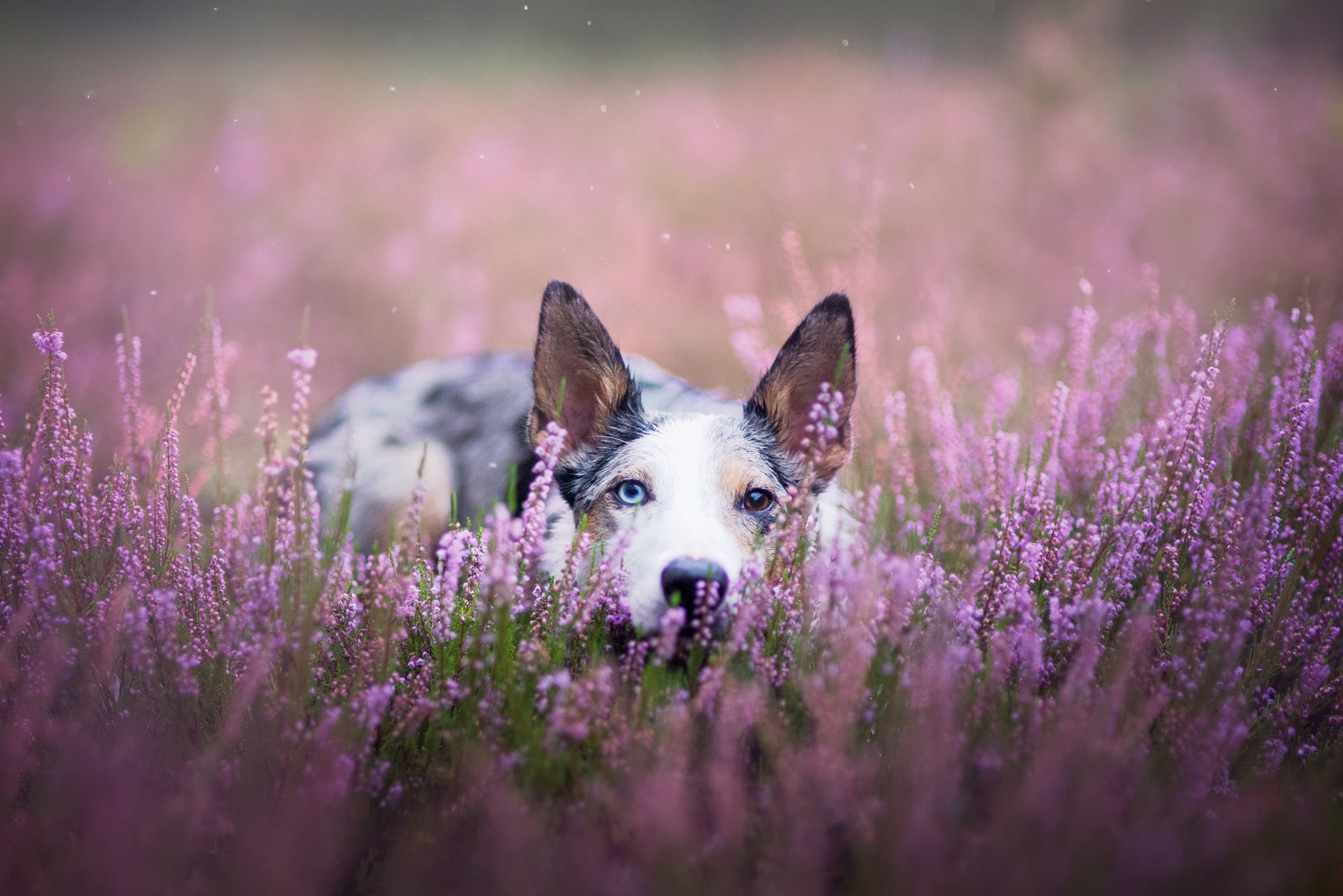 Dog Heterochromia Lavender Pet Purple Flower 2048x1368