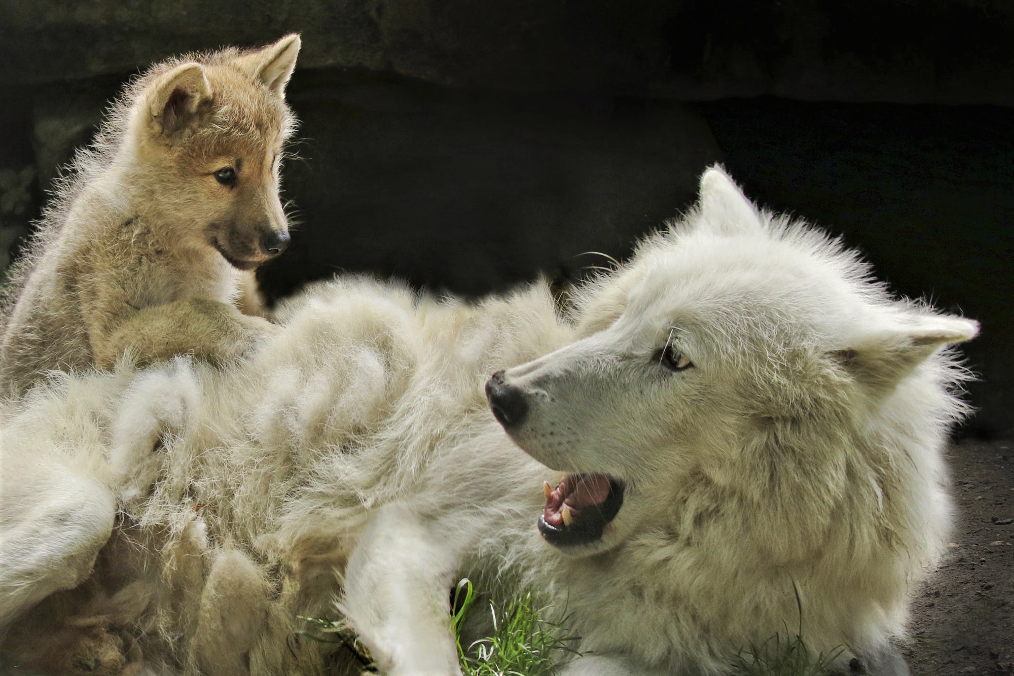 White Wolf Predator Animal Baby Animal 2000x1333