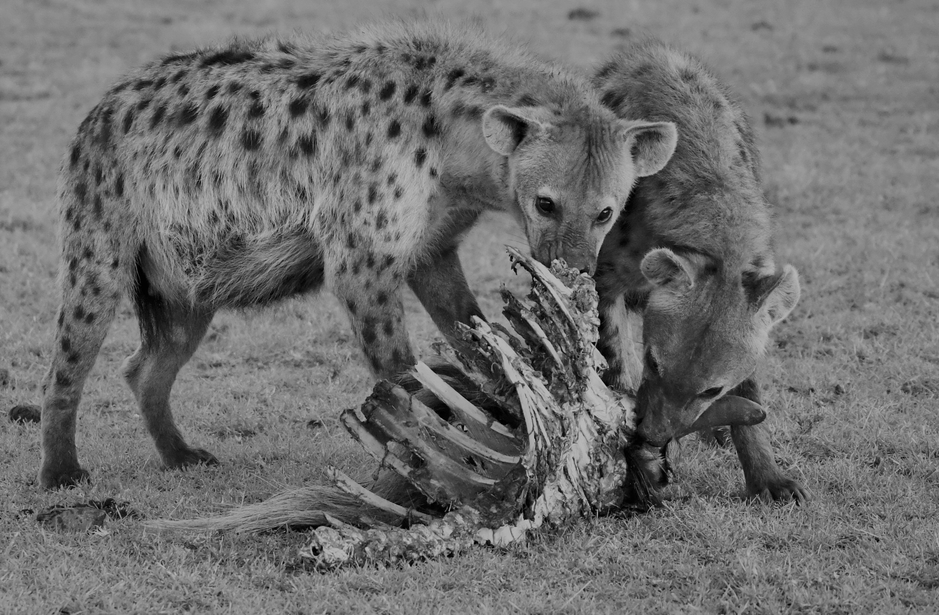 Africa Bones Eating Maasai Mara National Reserve Predator Animal Wildlife 3257x2136