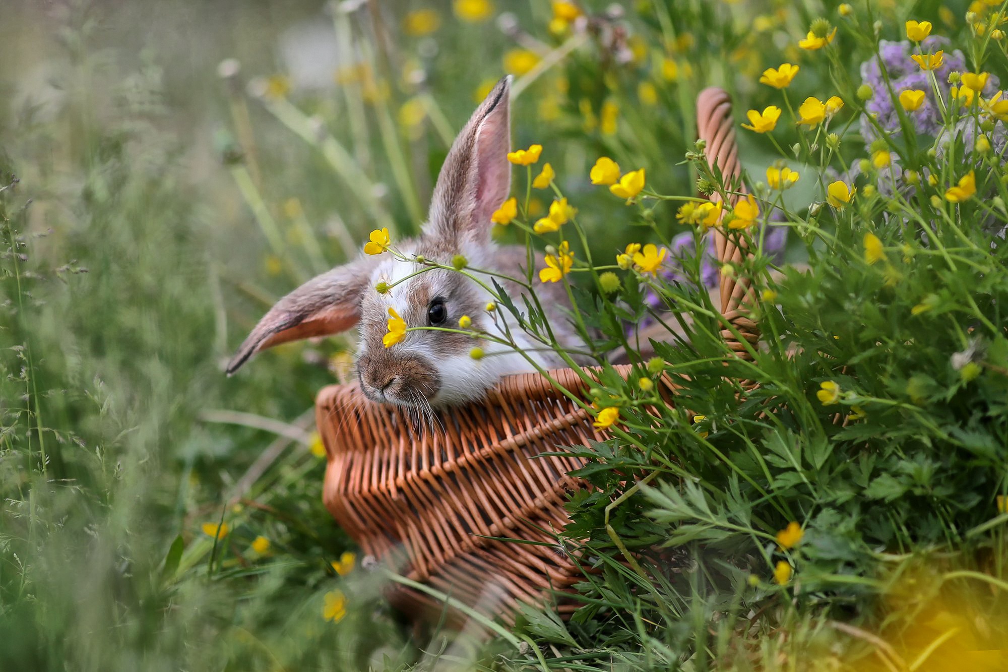 Rabbits Animals Mammals Flowers Plants Yellow Flowers Baskets Outdoors 2000x1333