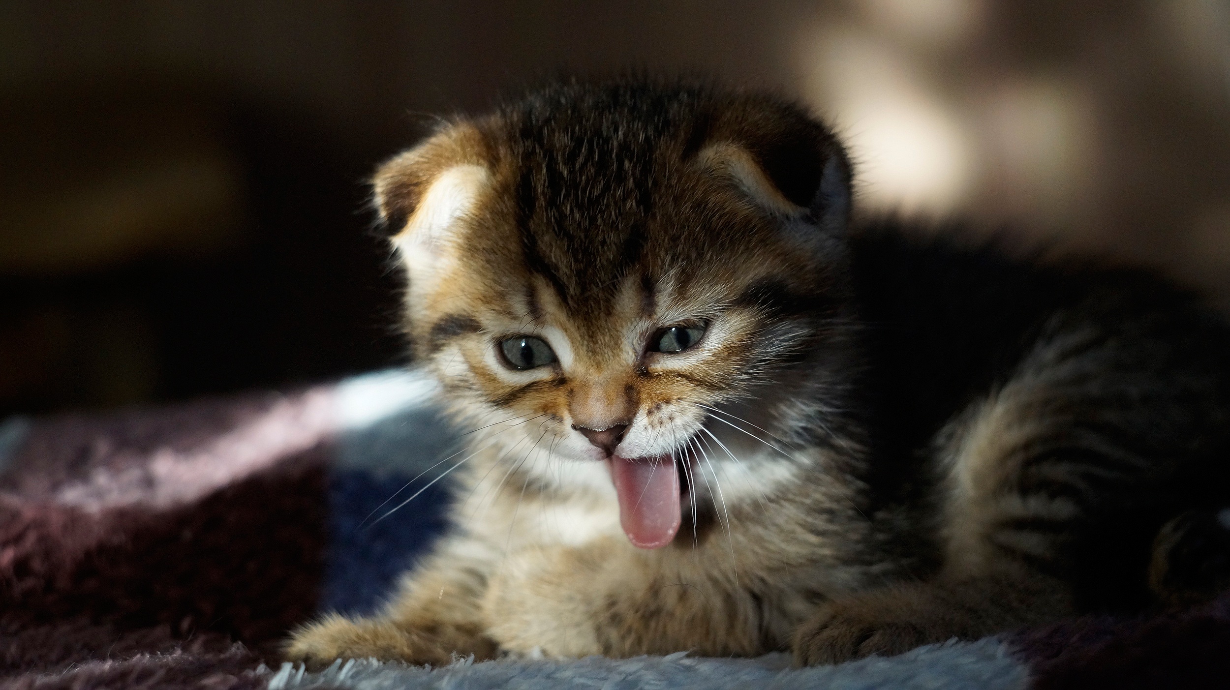 Animals Mammals Cats Tongues Tongue Out Feline Kittens 2500x1403