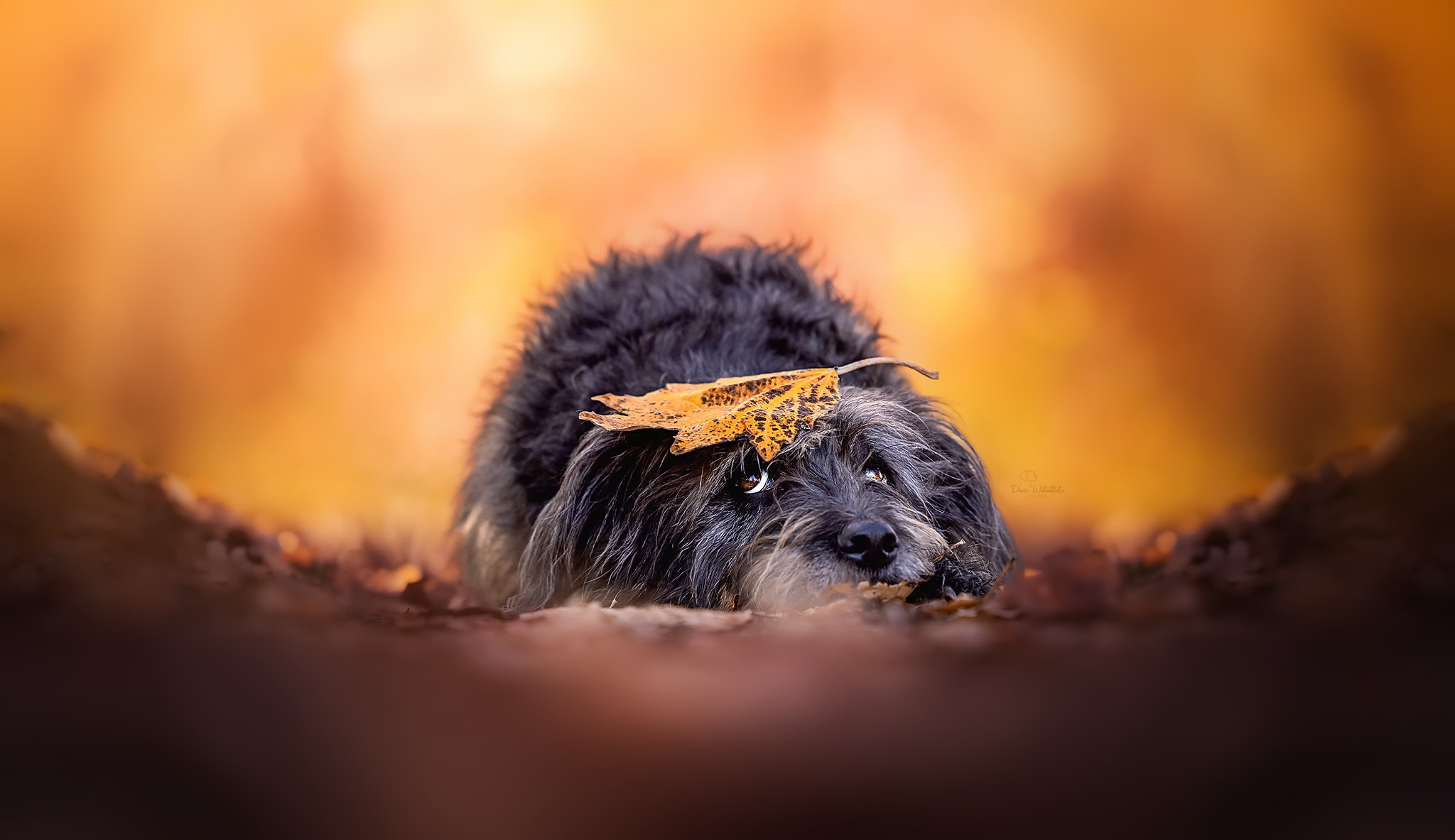 Animals Dog Leaves Fallen Leaves Fall Orange Background Outdoors Mammals 2048x1183