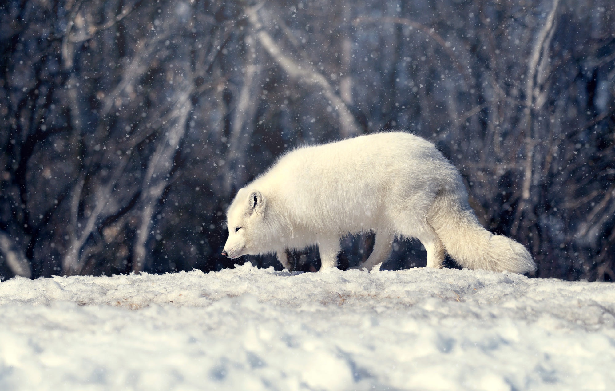 Fox Wildlife Snow 2000x1272