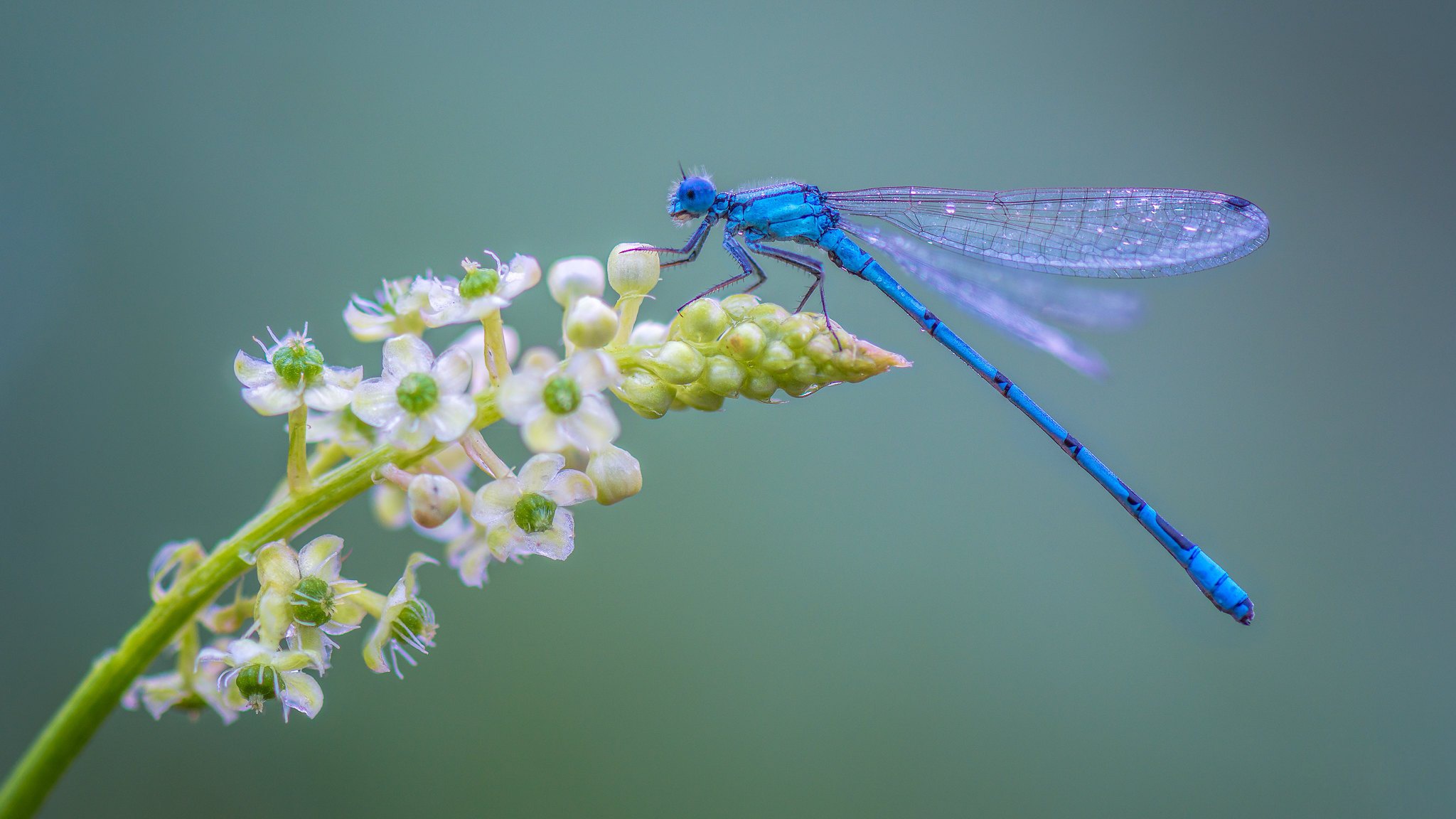 Dragonfly Flower Insect Macro 2048x1152