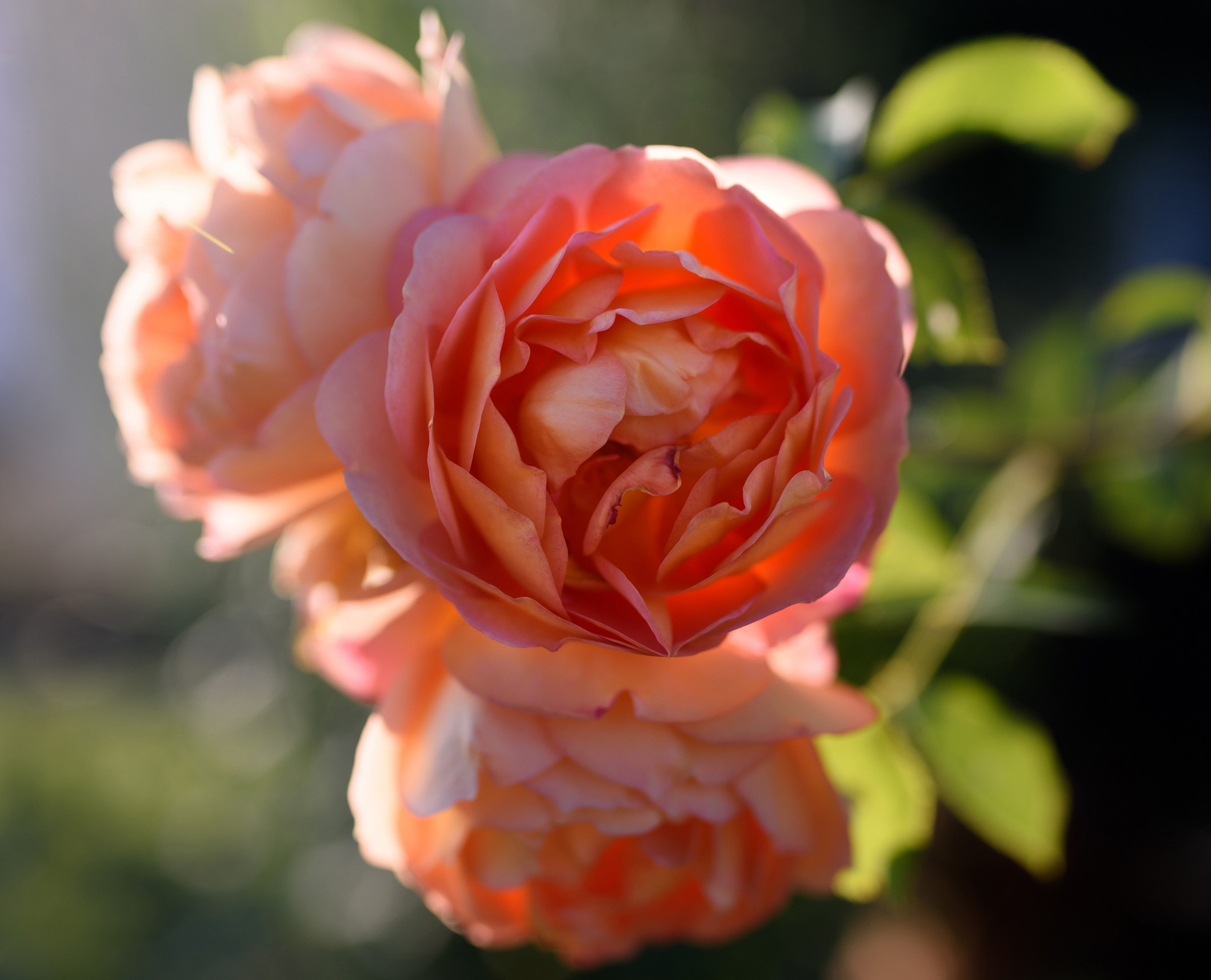 Flower Macro Pink Rose 1920x1555