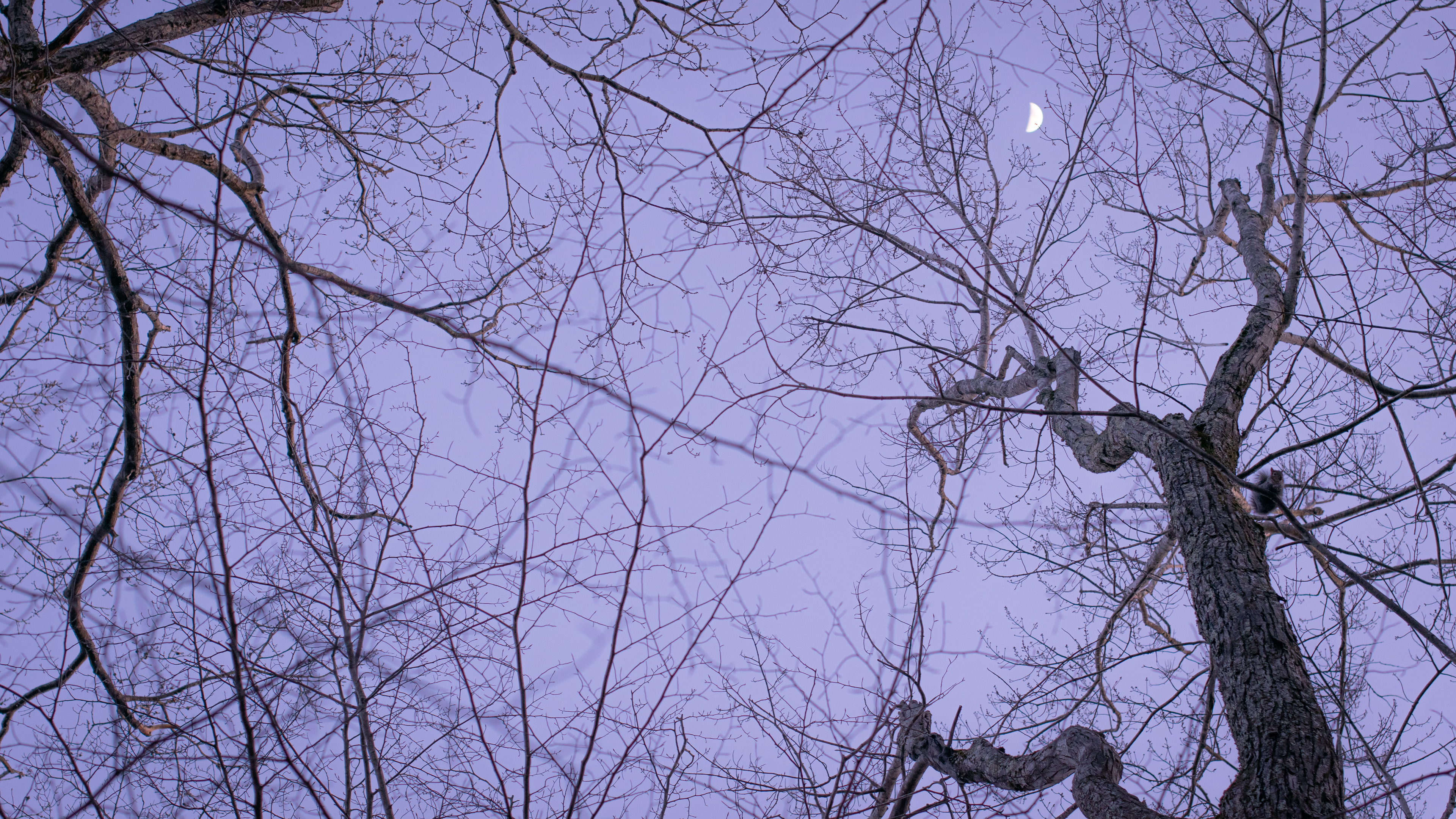 Trees Branch Purple Crescent Moon Squirrel Kyle Larivee Nature Moon 3840x2160