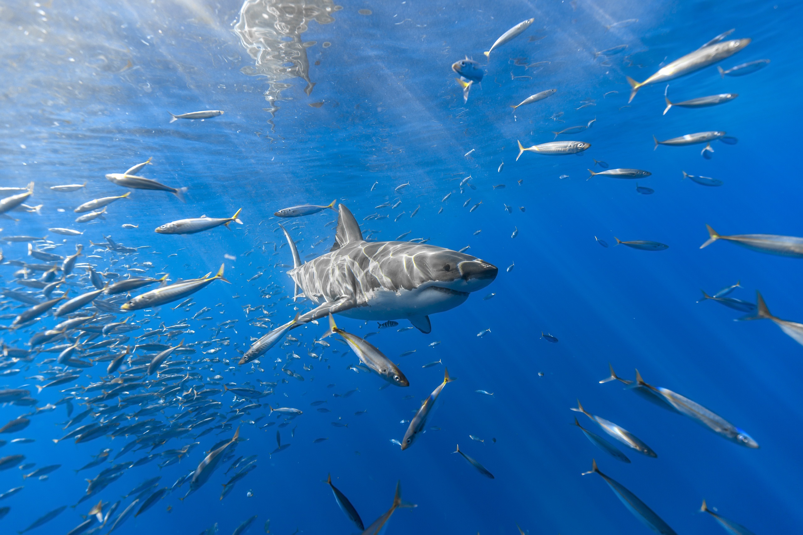 Underwater Predator Animal Fish Sea Life 2560x1707