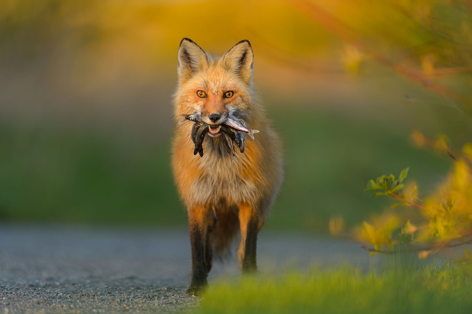 Fox Wildlife 2000x1331
