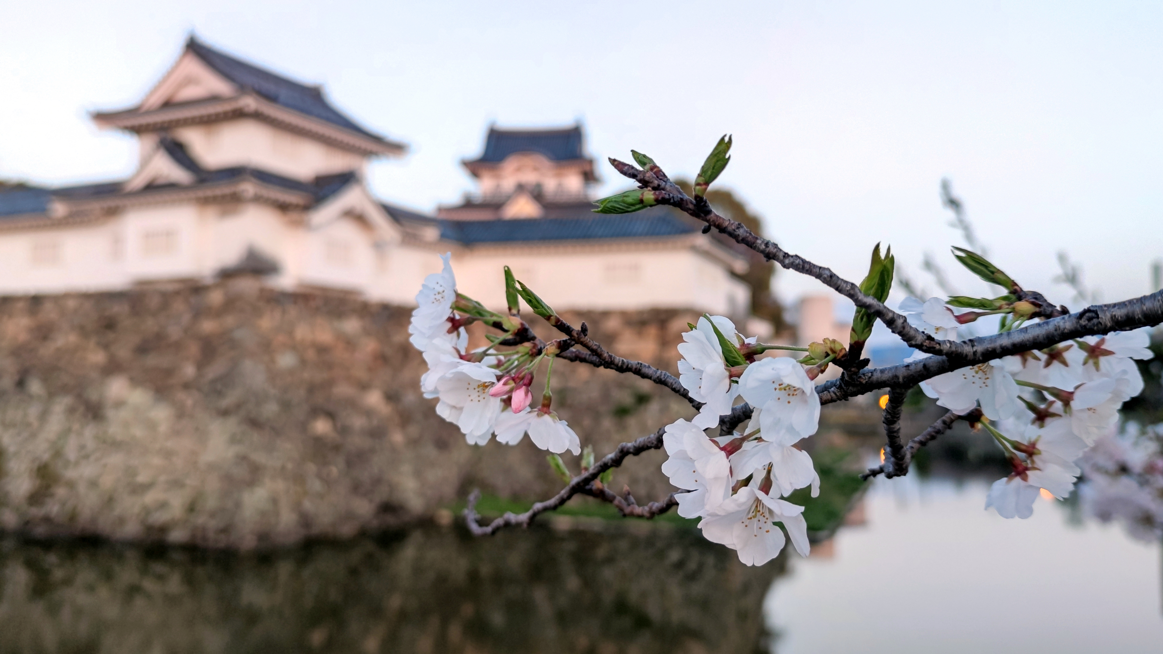 Cherry Blossom Kishiwada Osaka Castle Japan Spring Flower Plants Flowers Spring 4608x2592