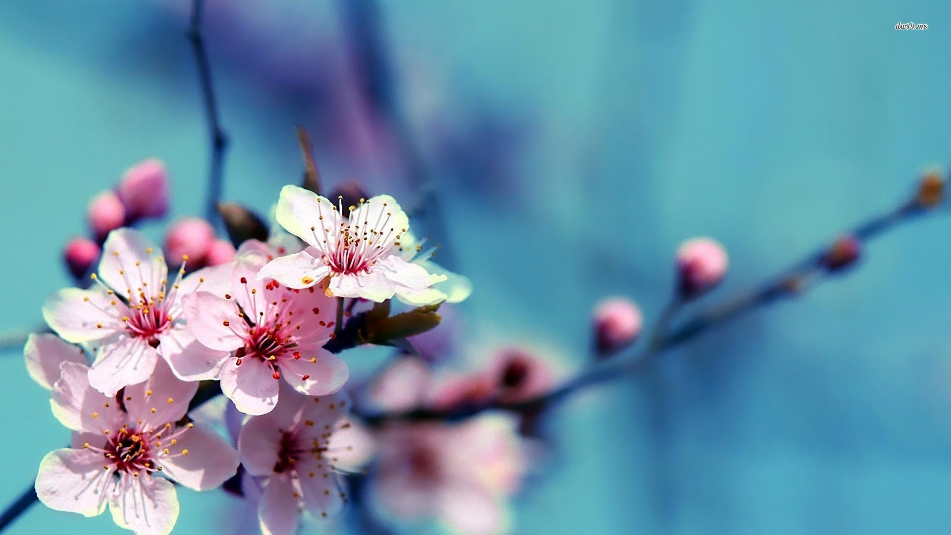 Cherry Blossom Spring 1920x1080