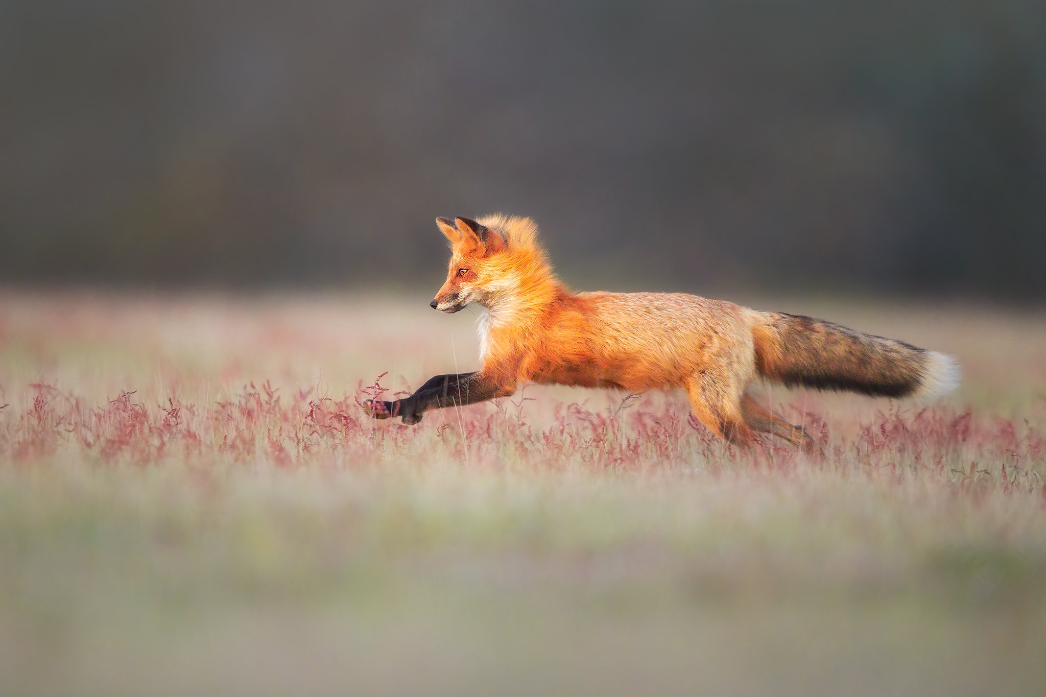 Animal Fox 2048x1365