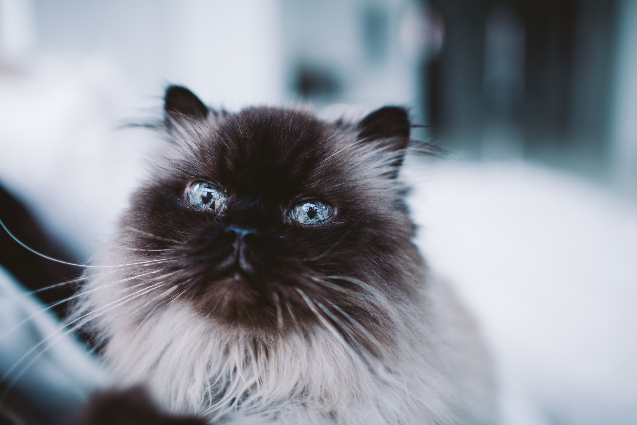 Blue Eyes Cat Pet 2048x1365