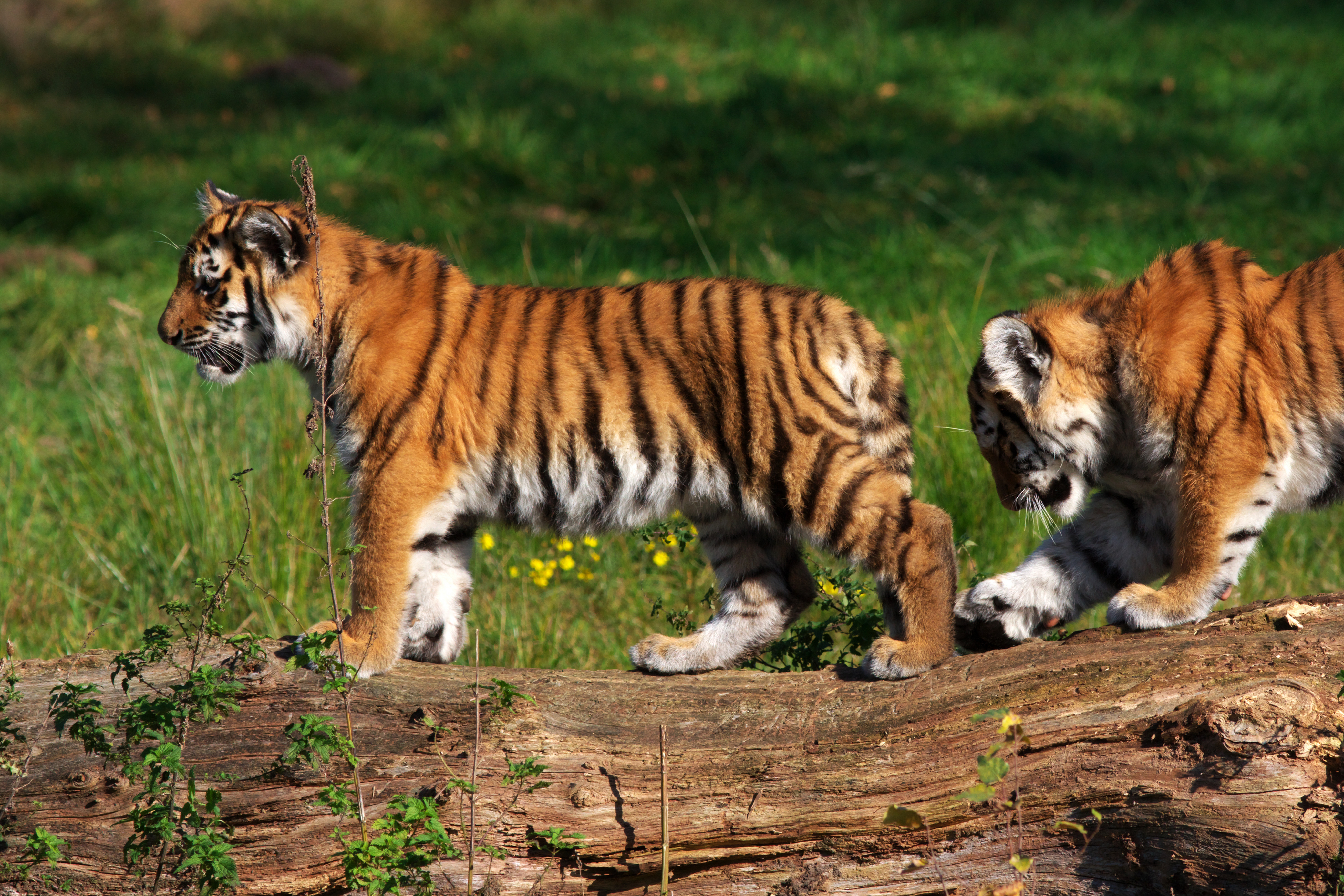 Baby Animal Cub Wildlife 6850x4566