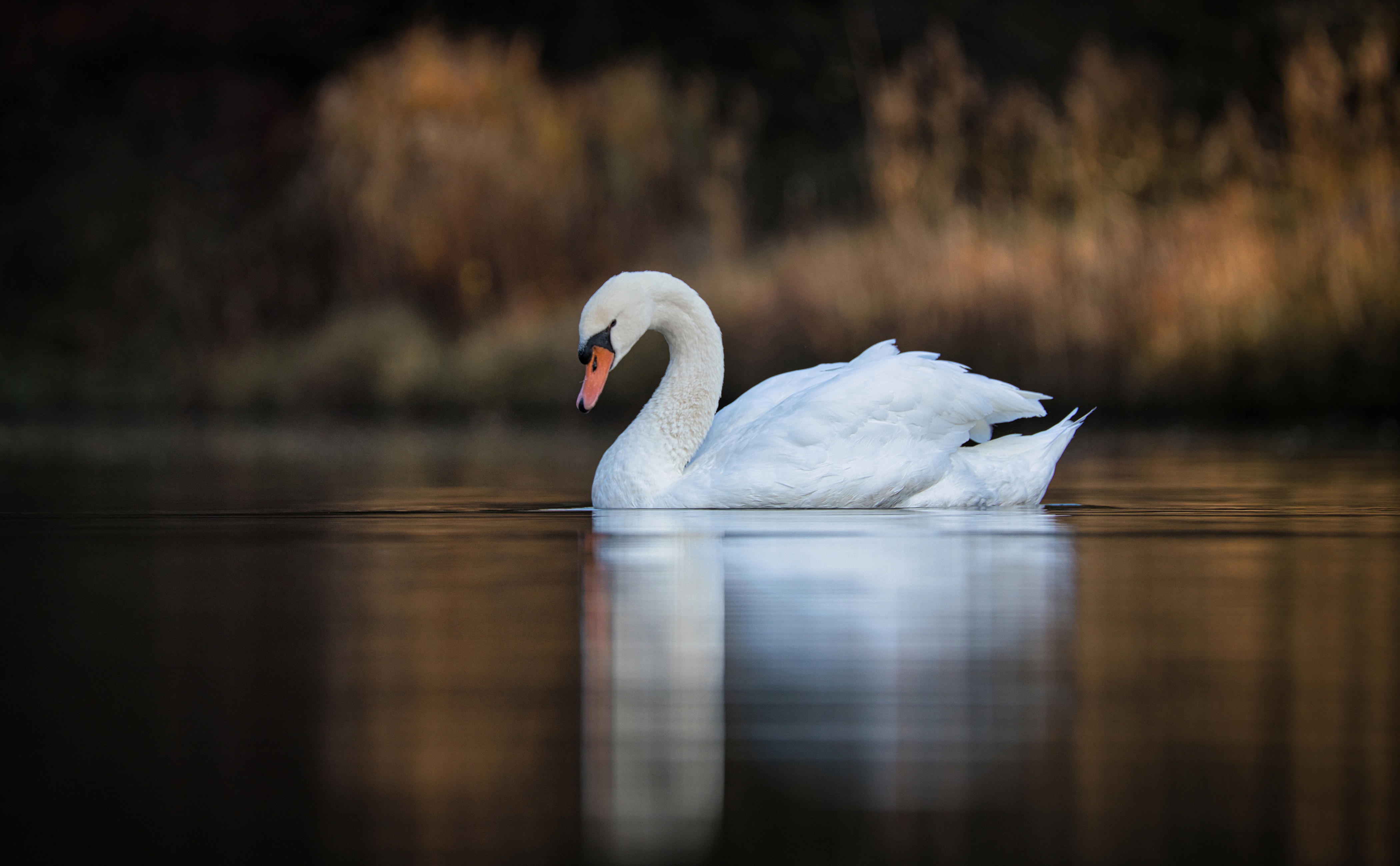 Bird Blur Lake Swan 4200x2598