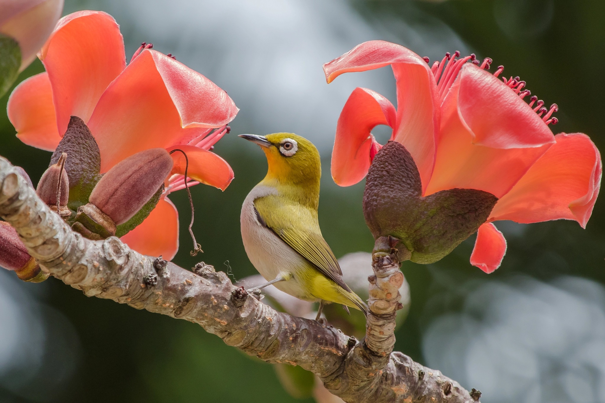 Bird Flower Wildlife 2048x1366