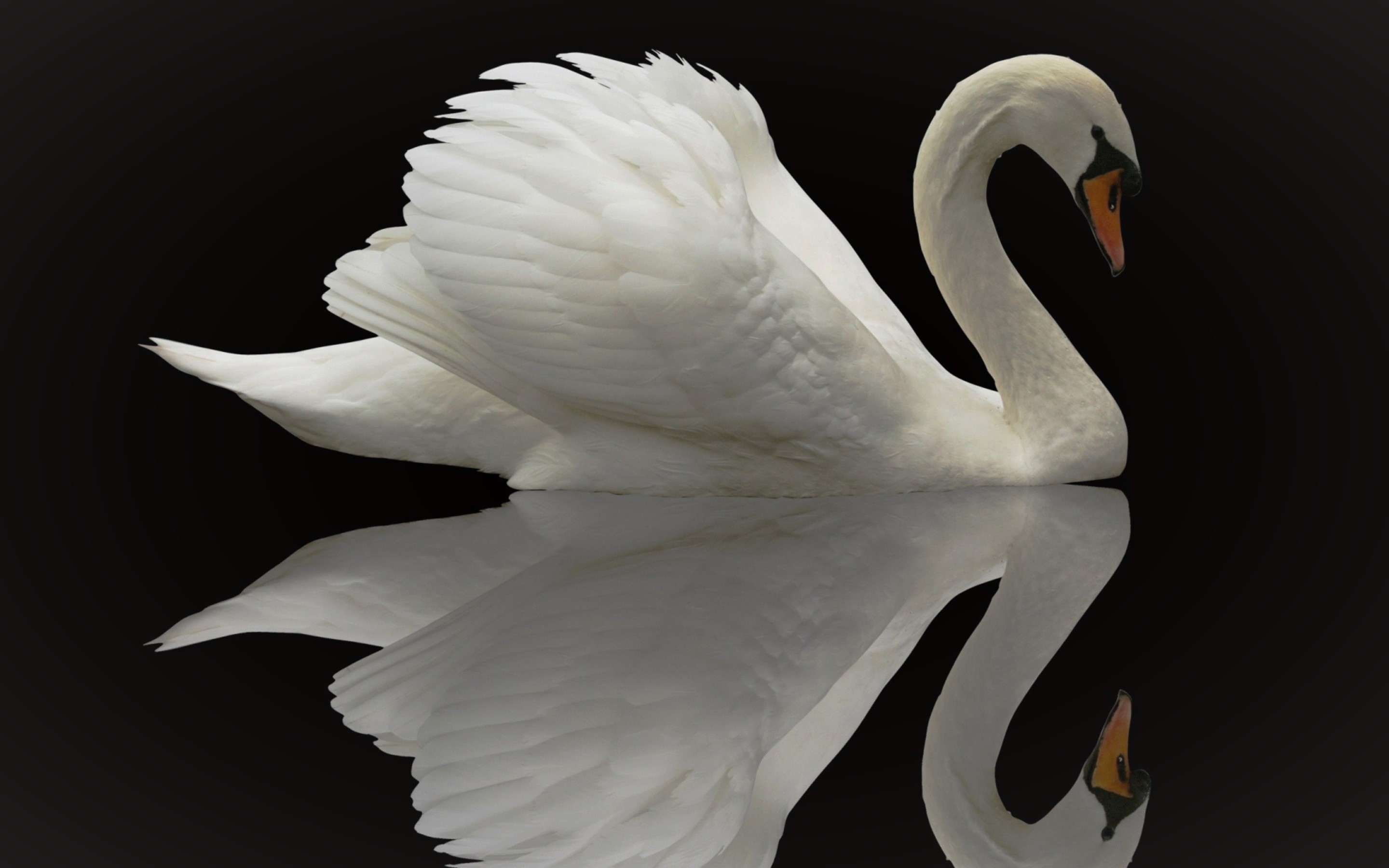 Bird Reflection Swan Wildlife 2880x1800