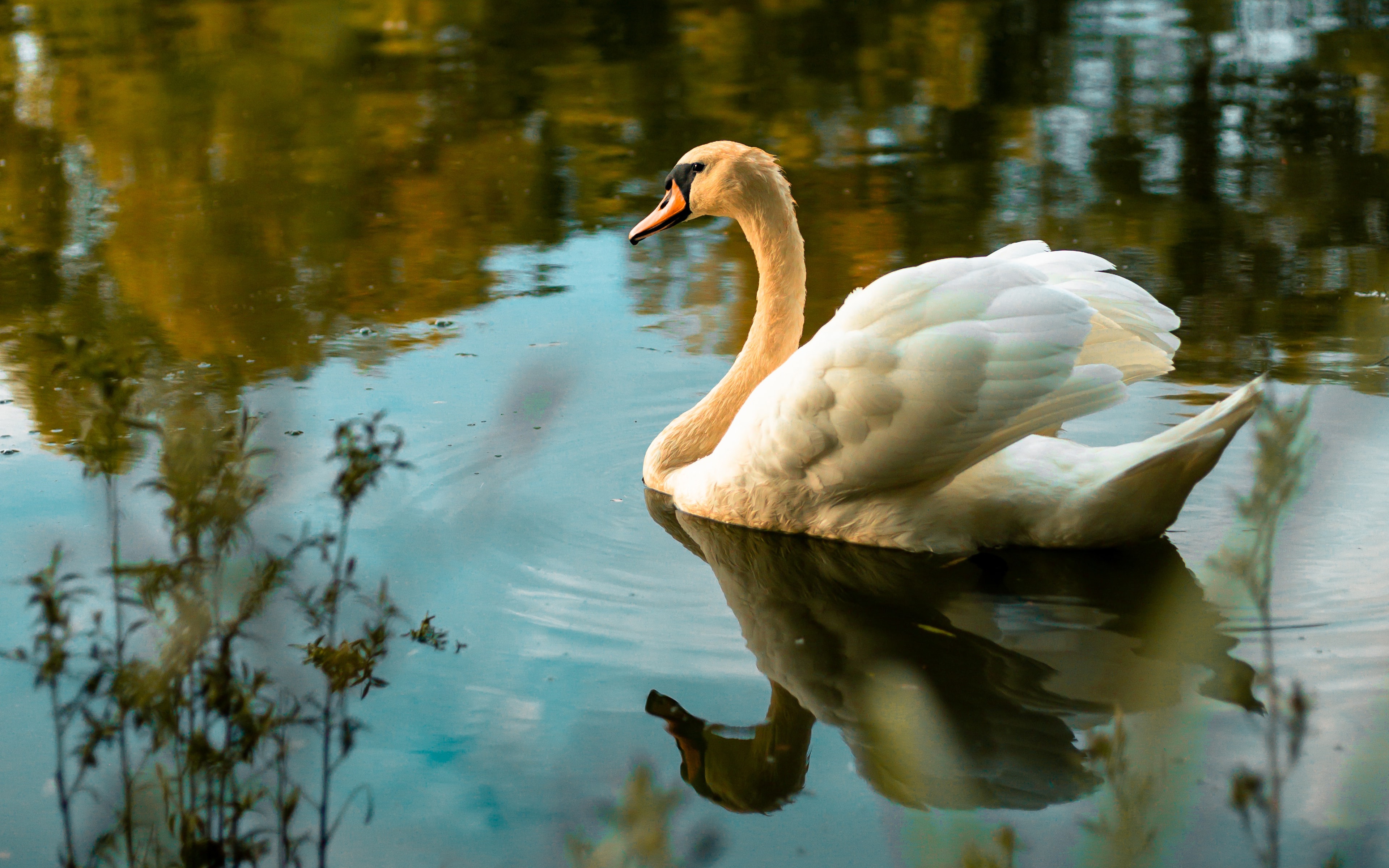 Bird Reflection Swan Water 3840x2400