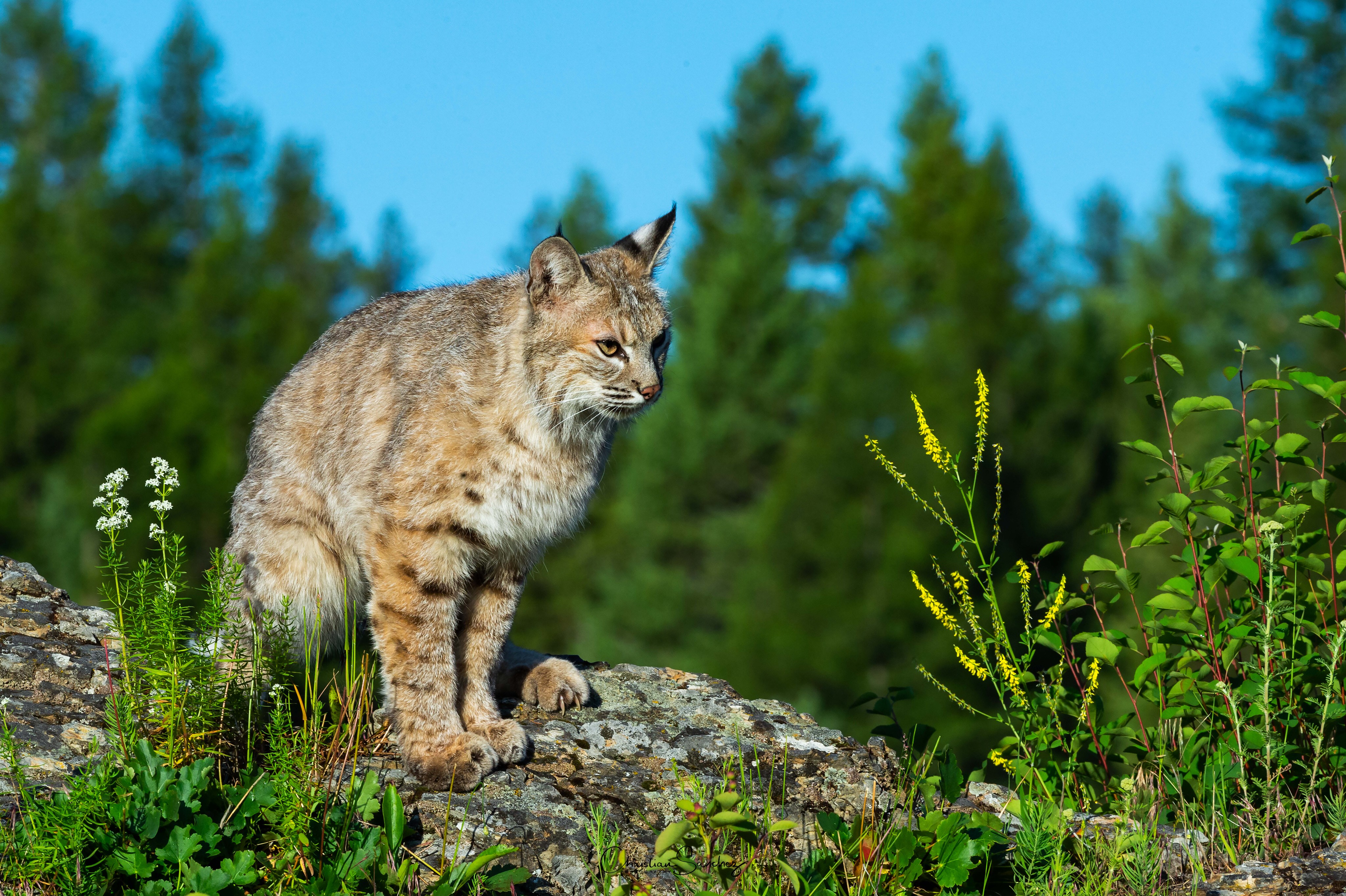 Wildlife Nature Lynx Bobcat Big Cats 4095x2726