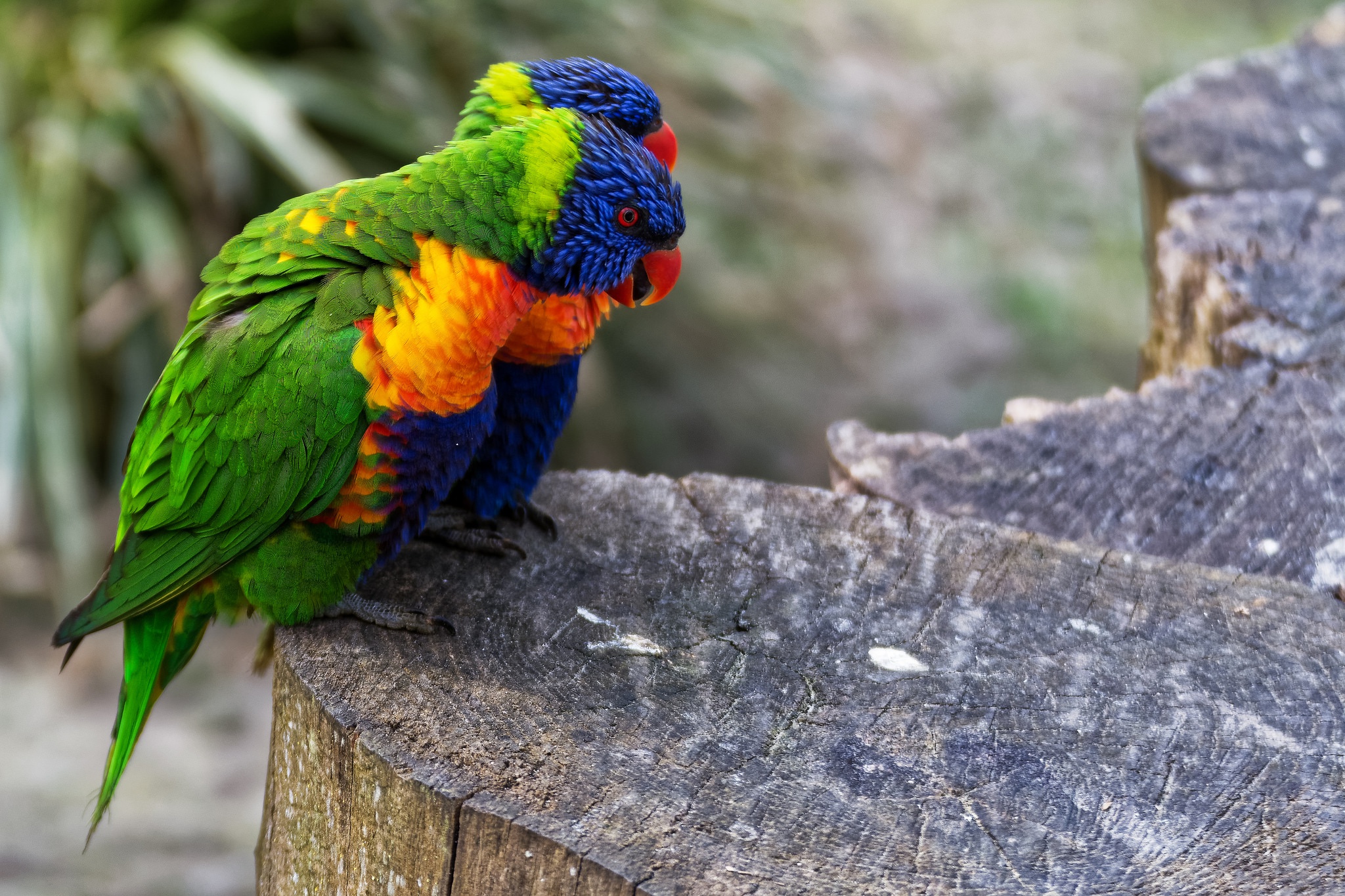 Bird Parrot Wildlife 2048x1365