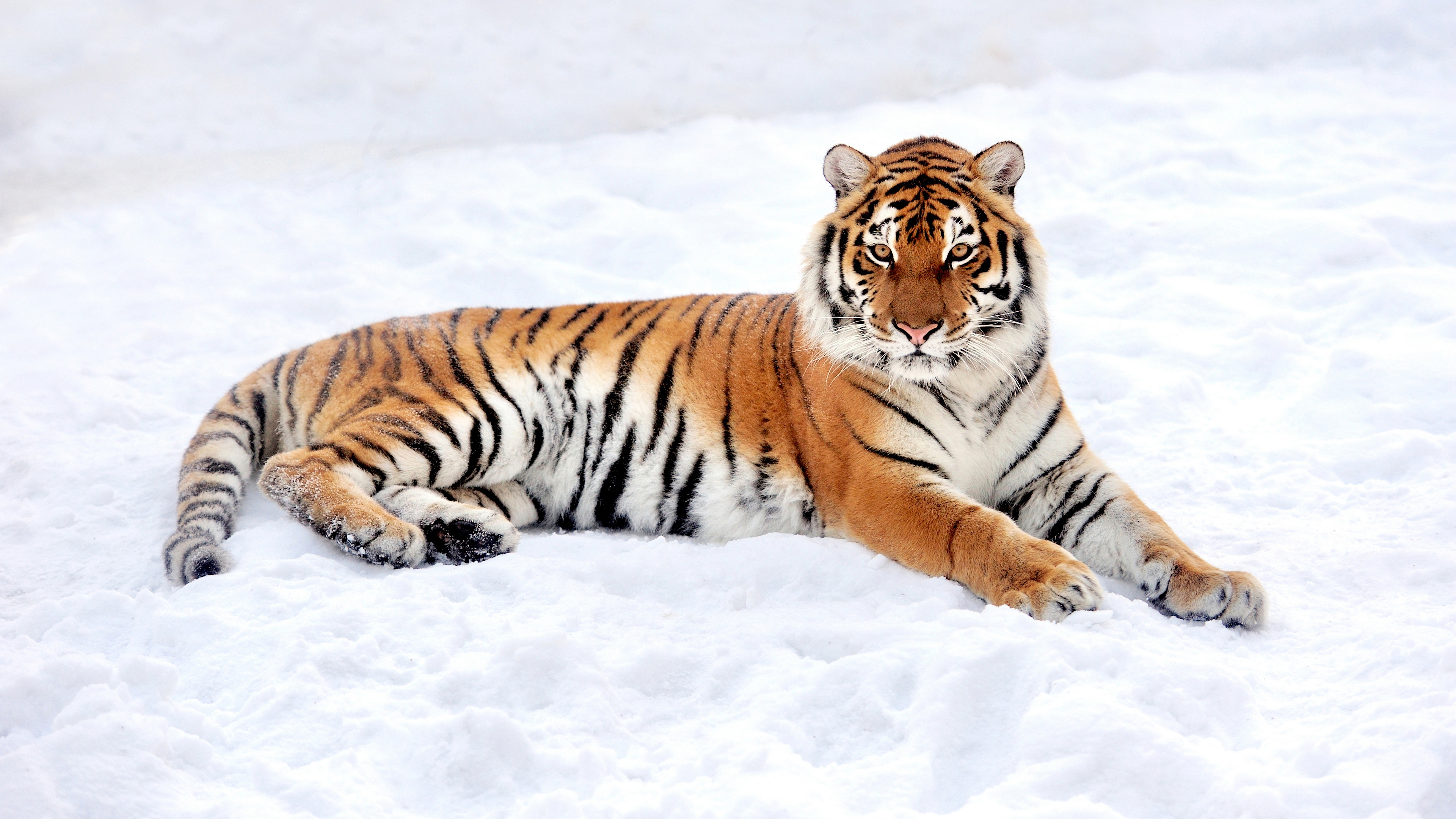 Tiger Animals Mammals Winter Snow Big Cats Depth Of Field 3840x2160