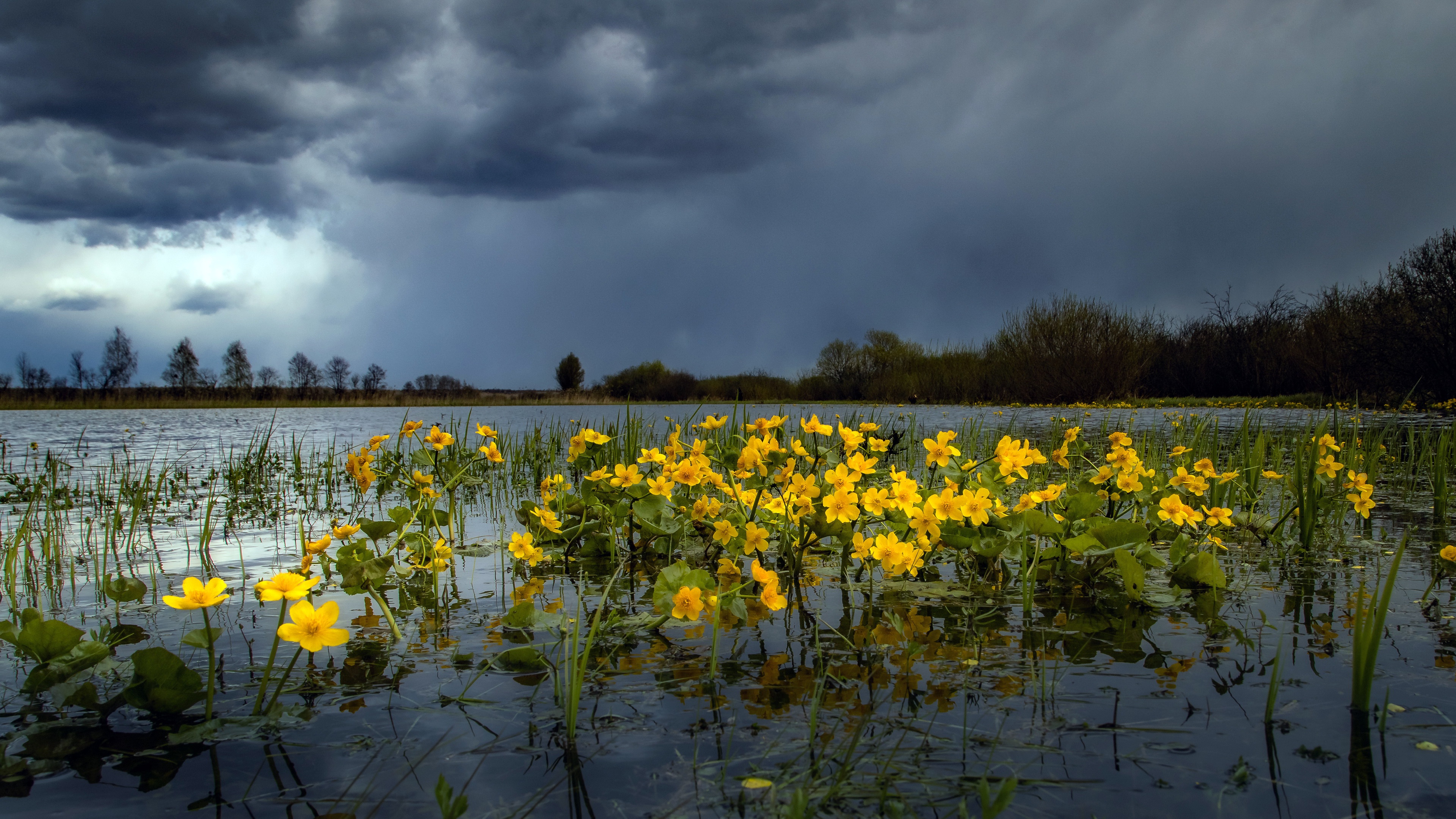 Nature Water Outdoors Plants Flowers Yellow Flowers Sky Clouds 3840x2160